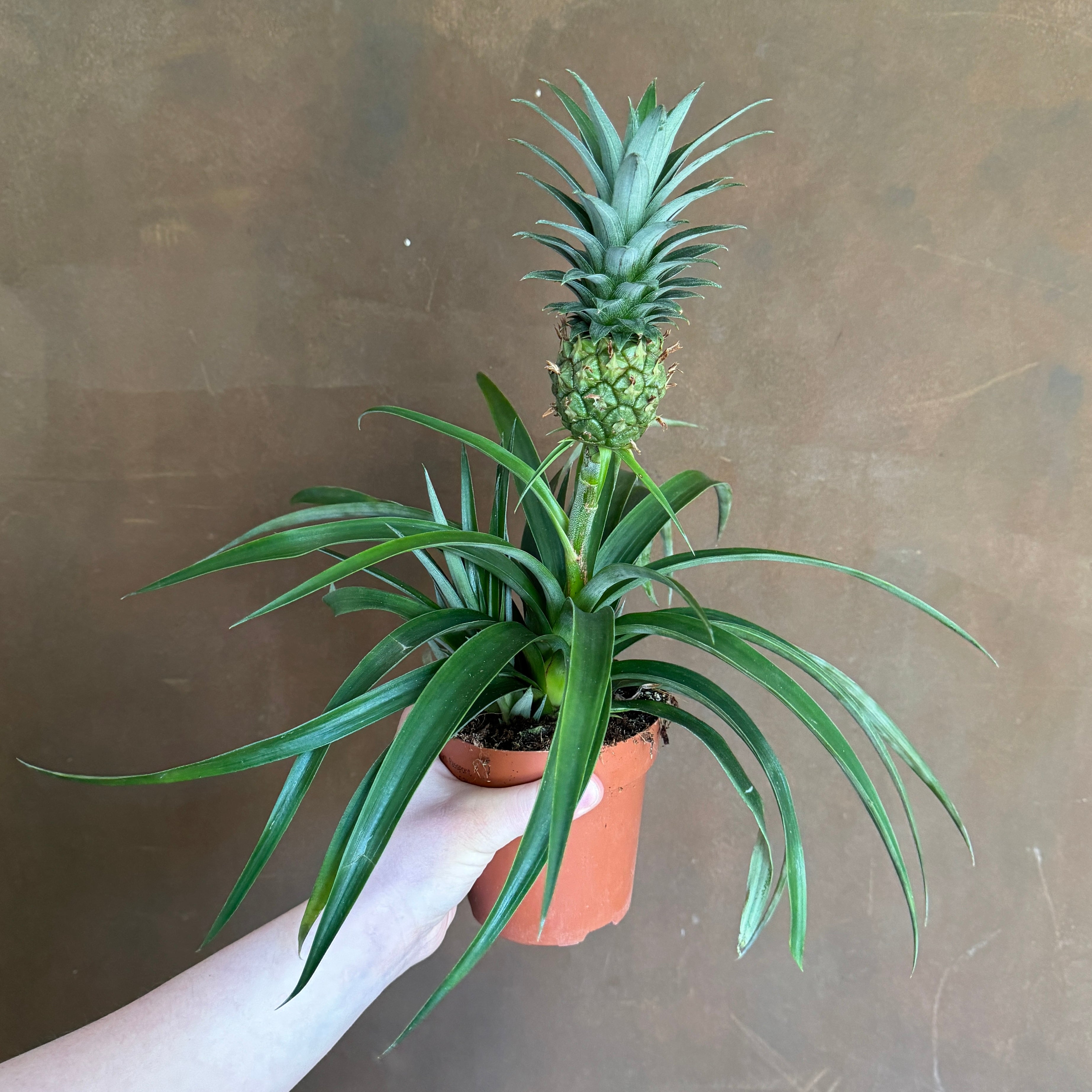 Ananas ‘Mi Amigo’