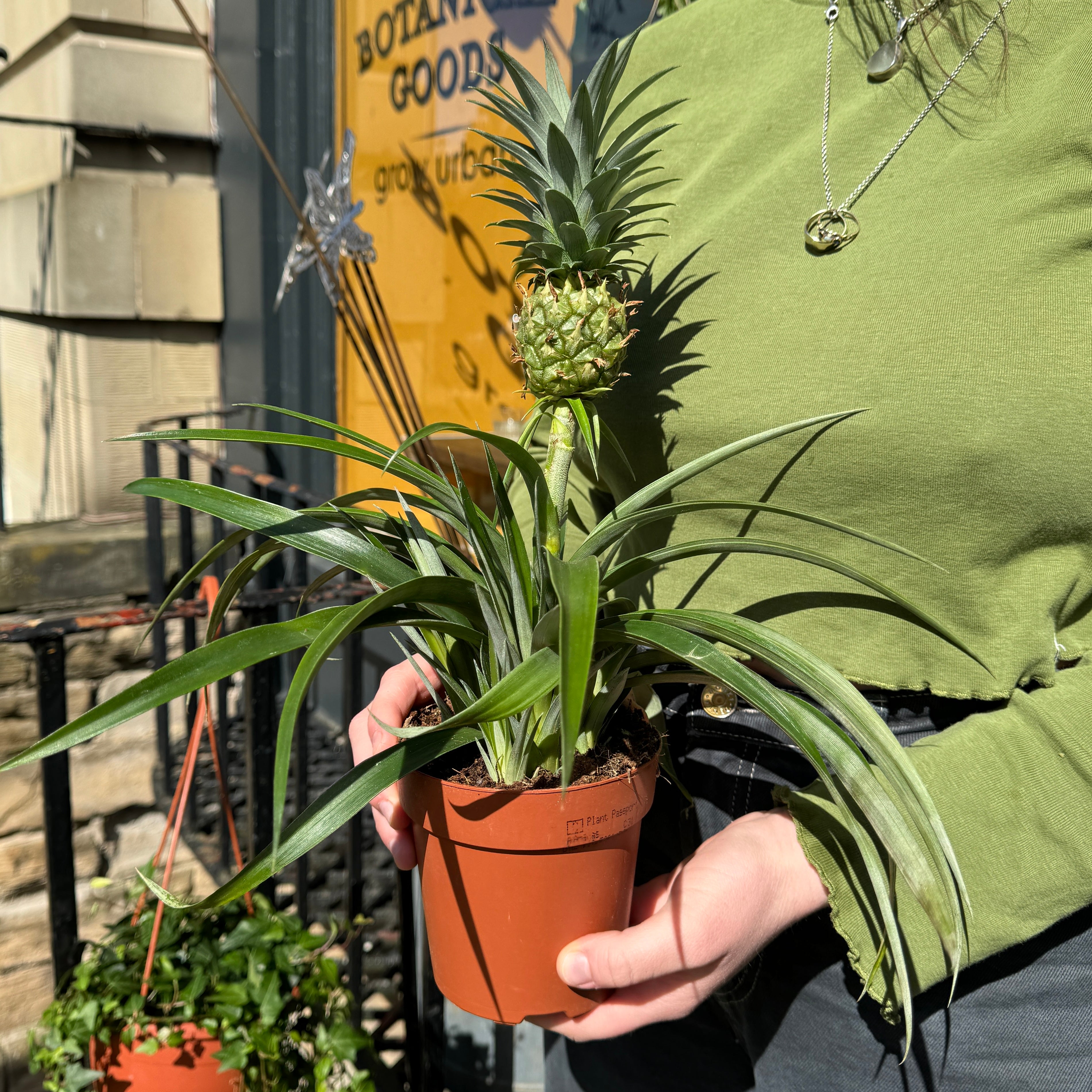 Ananas ‘Mi Amigo’