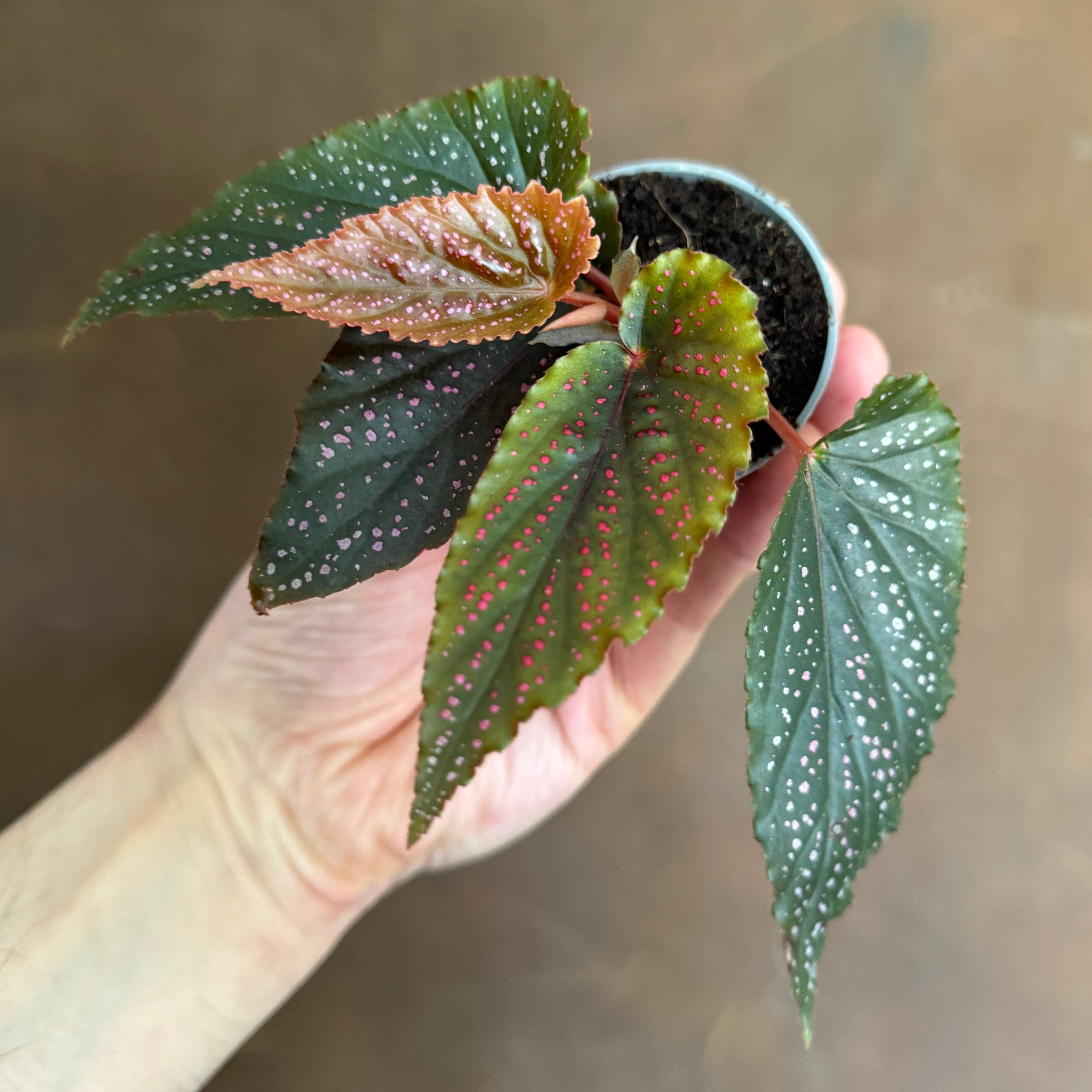 Begonia maculata 'Pink Spot'