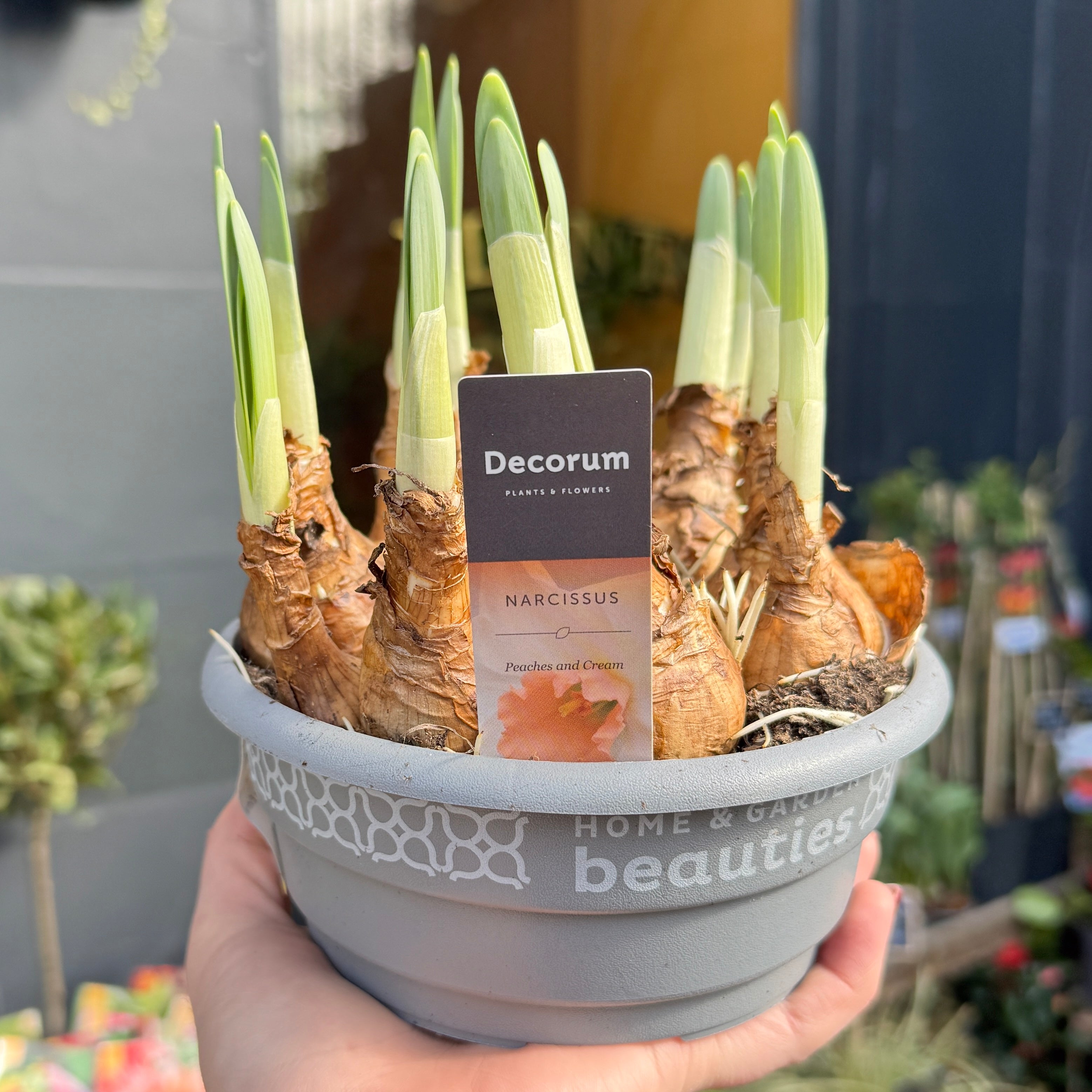 Narcissus 'Peaches & Cream' (16cm pot)