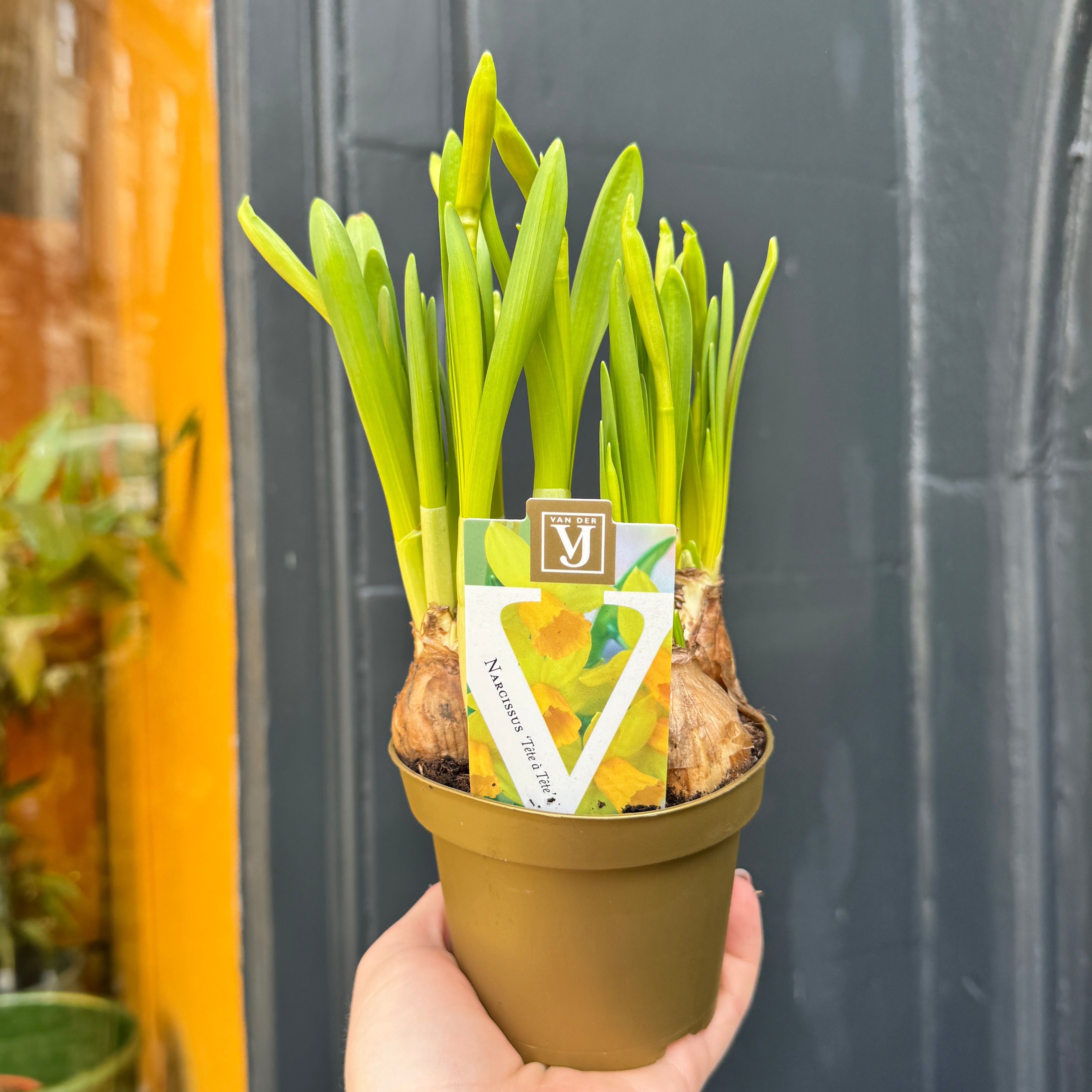 Narcissus 'Tête-à-tête'