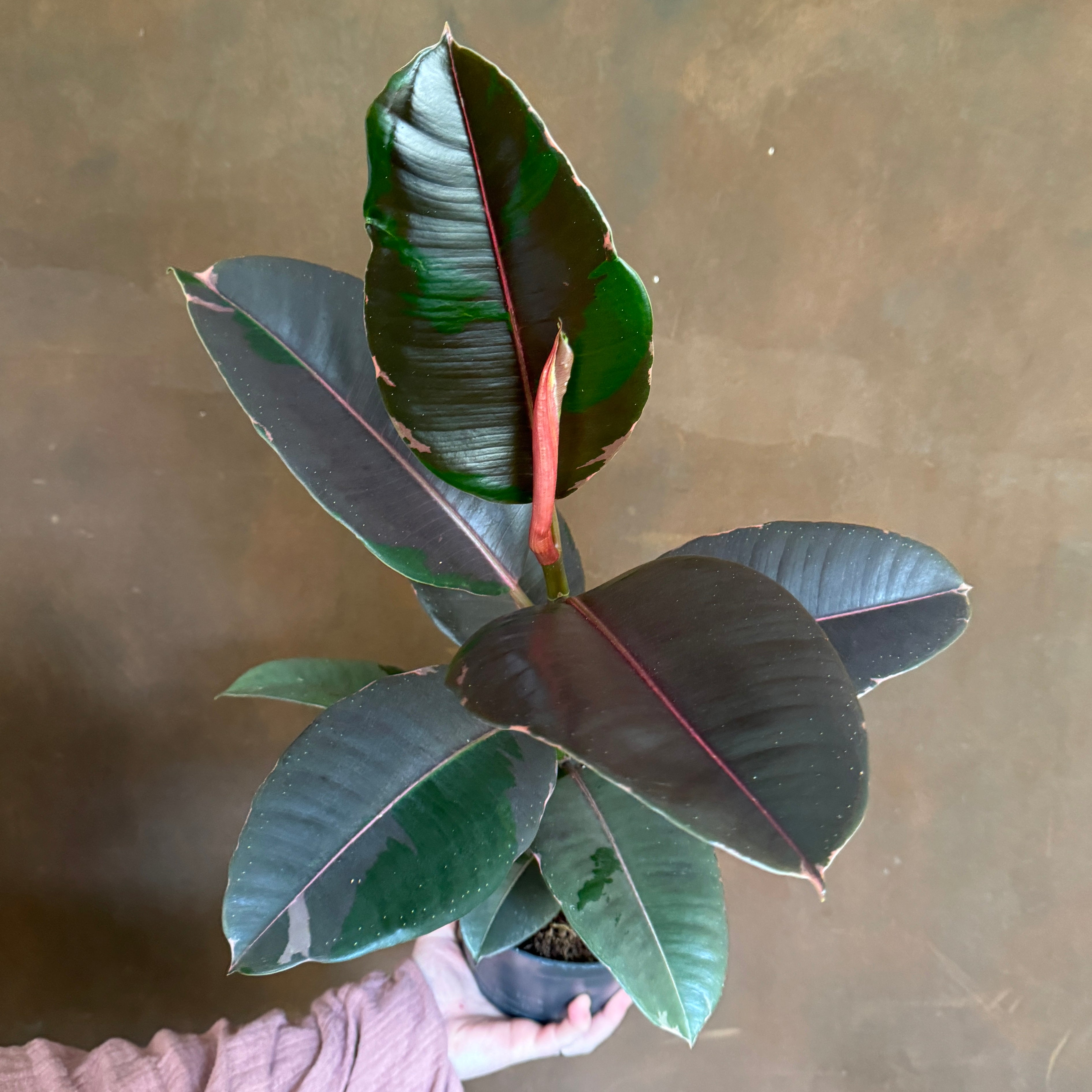 Ficus elastica 'Pink Camouflage'