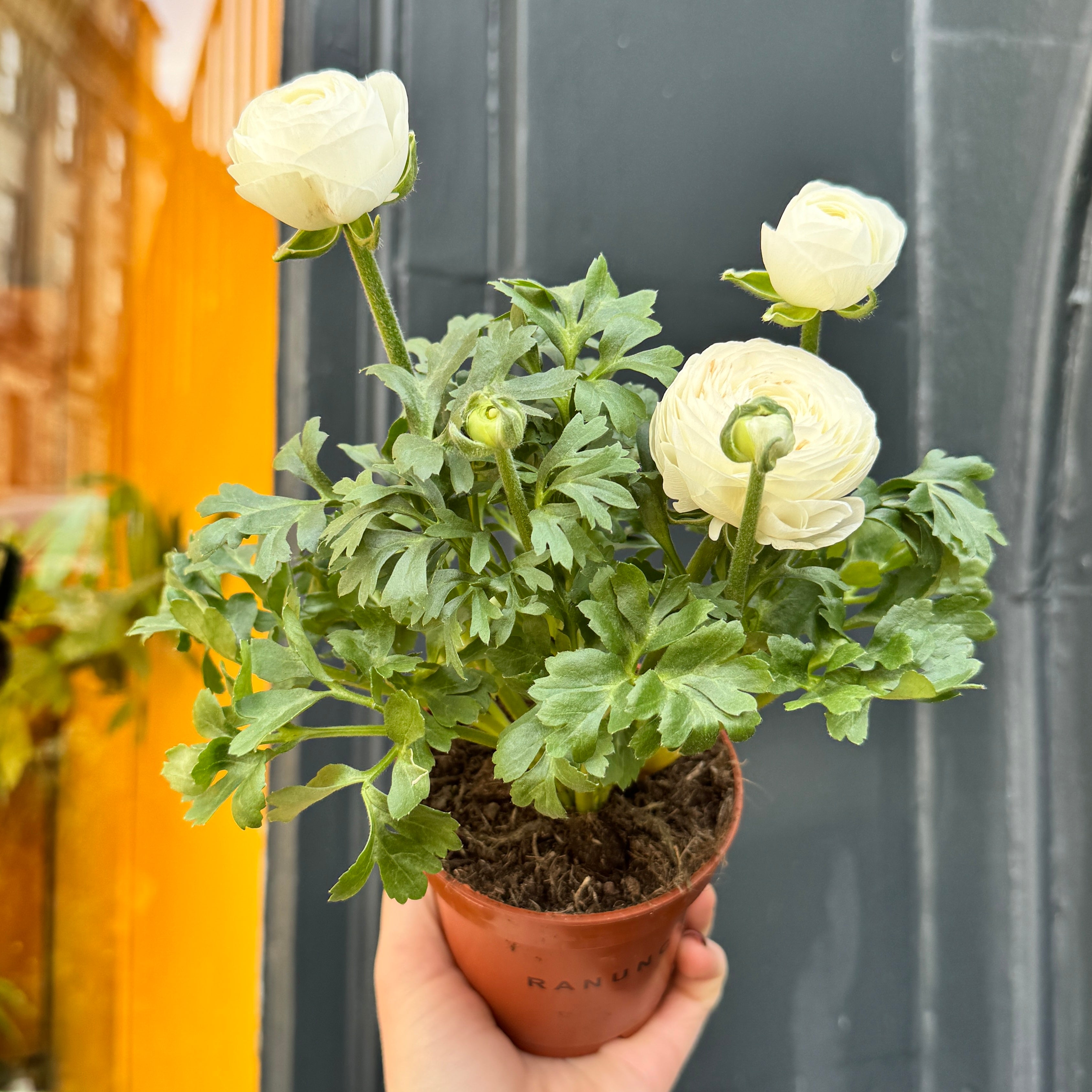 Ranunculus 'White'