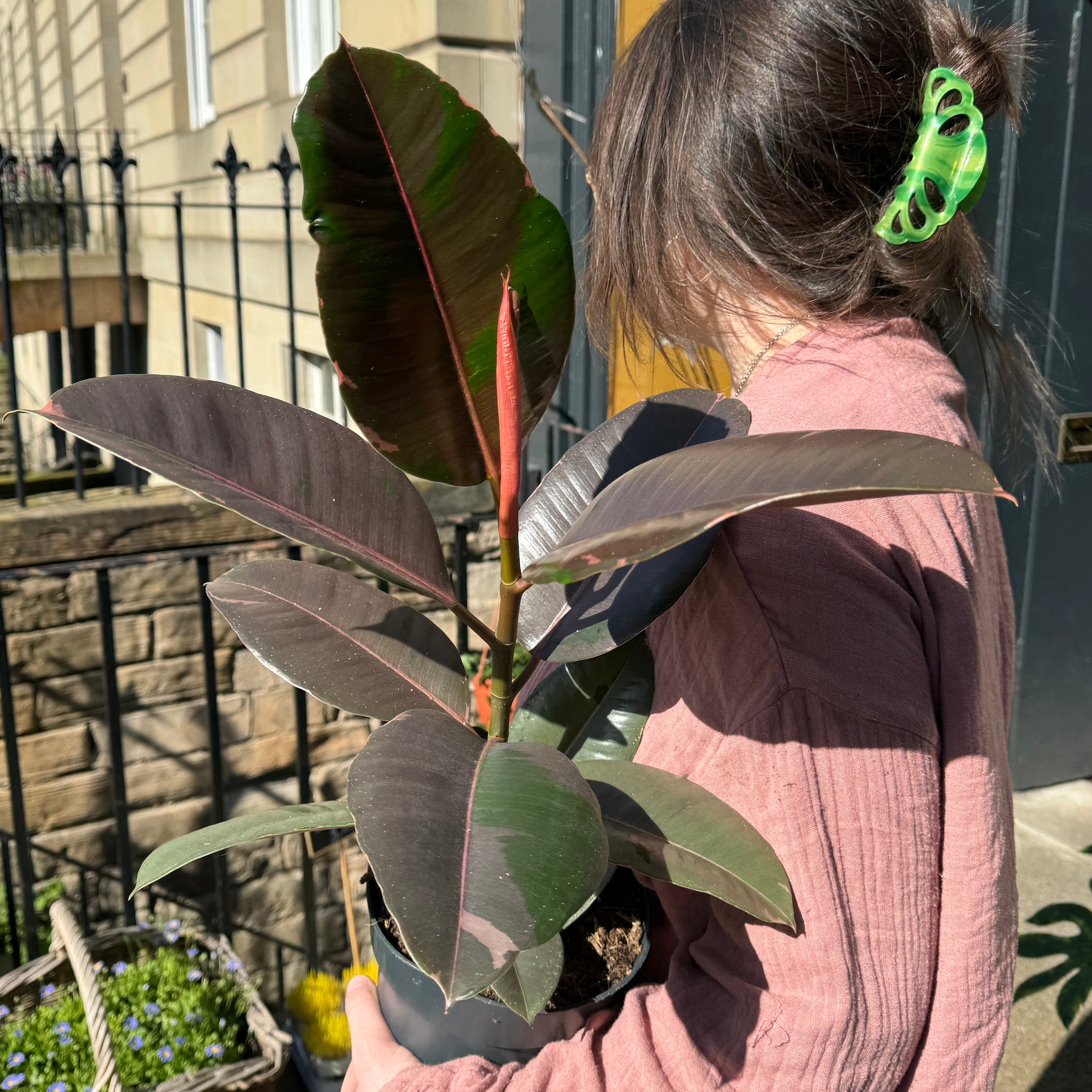 Ficus elastica 'Pink Camouflage'