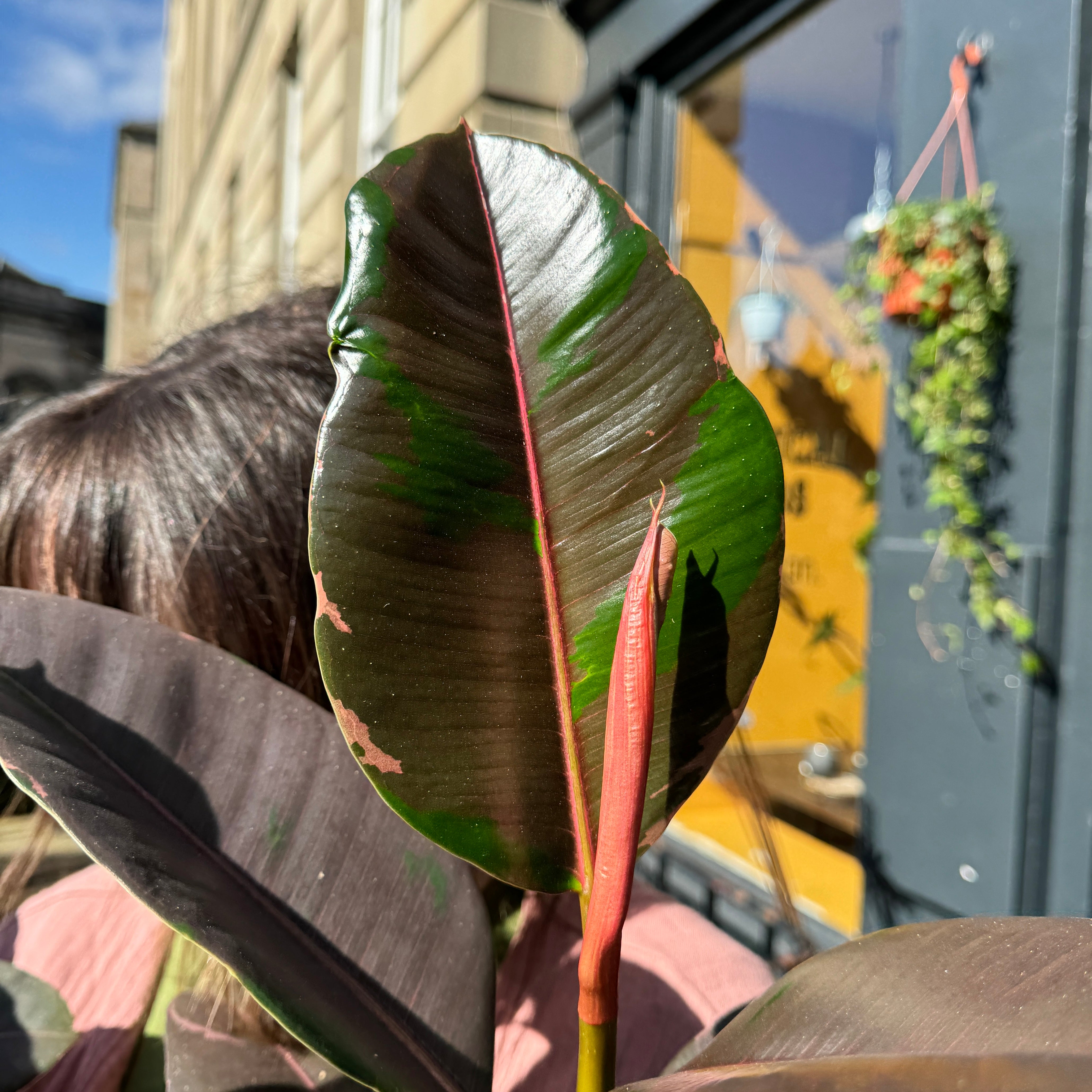 Ficus elastica 'Pink Camouflage'