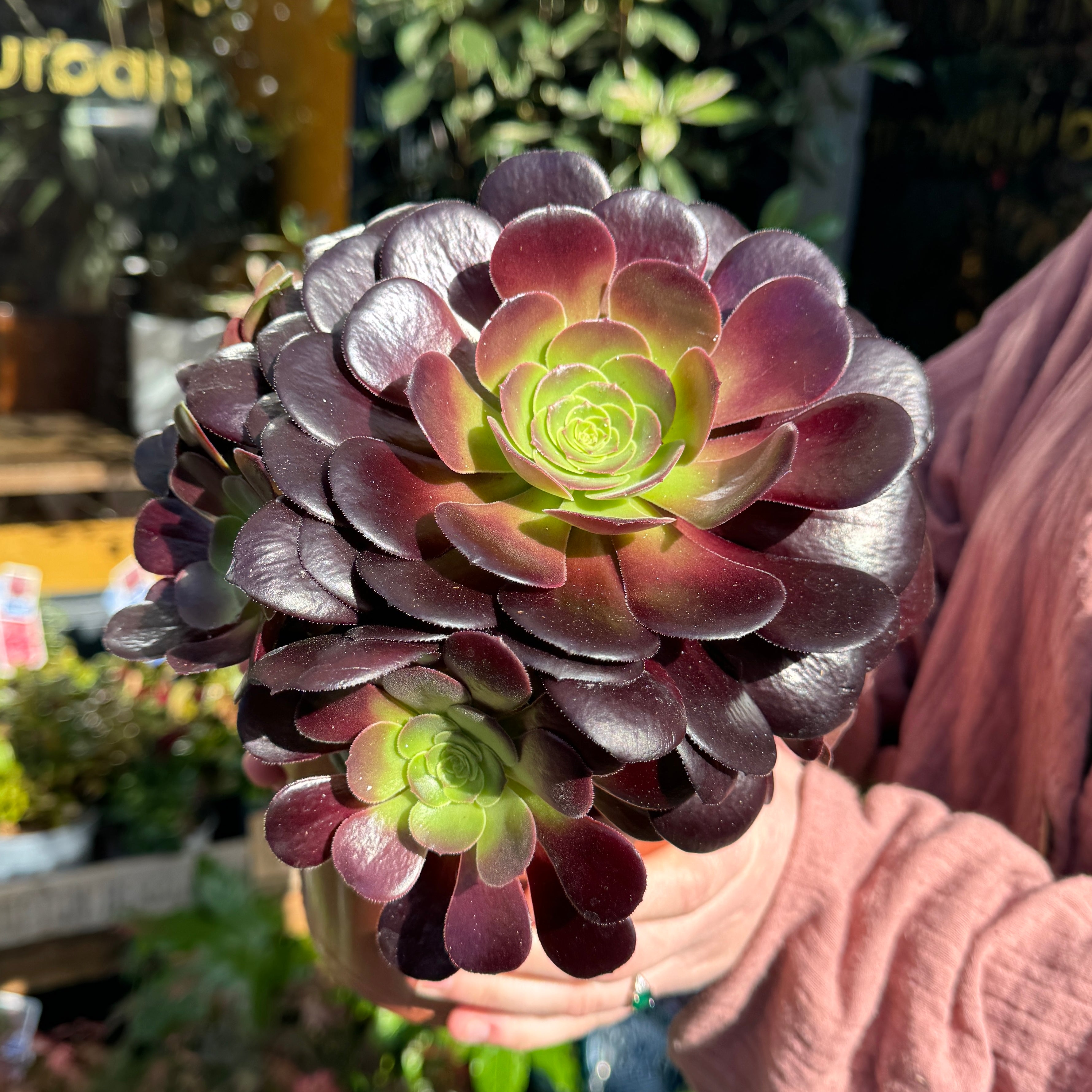 Aeonium arboreum 'Velour'