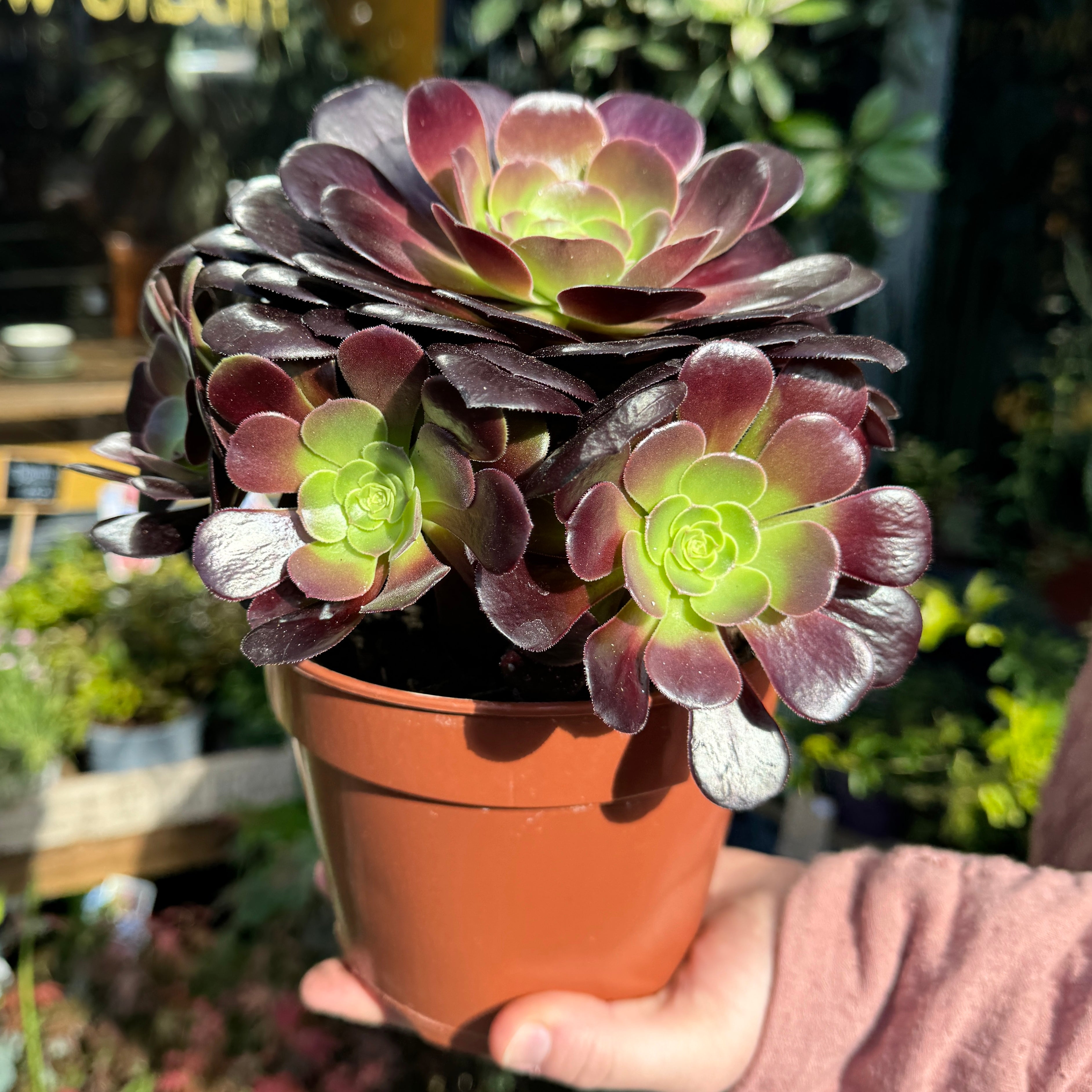 Aeonium arboreum 'Velour'