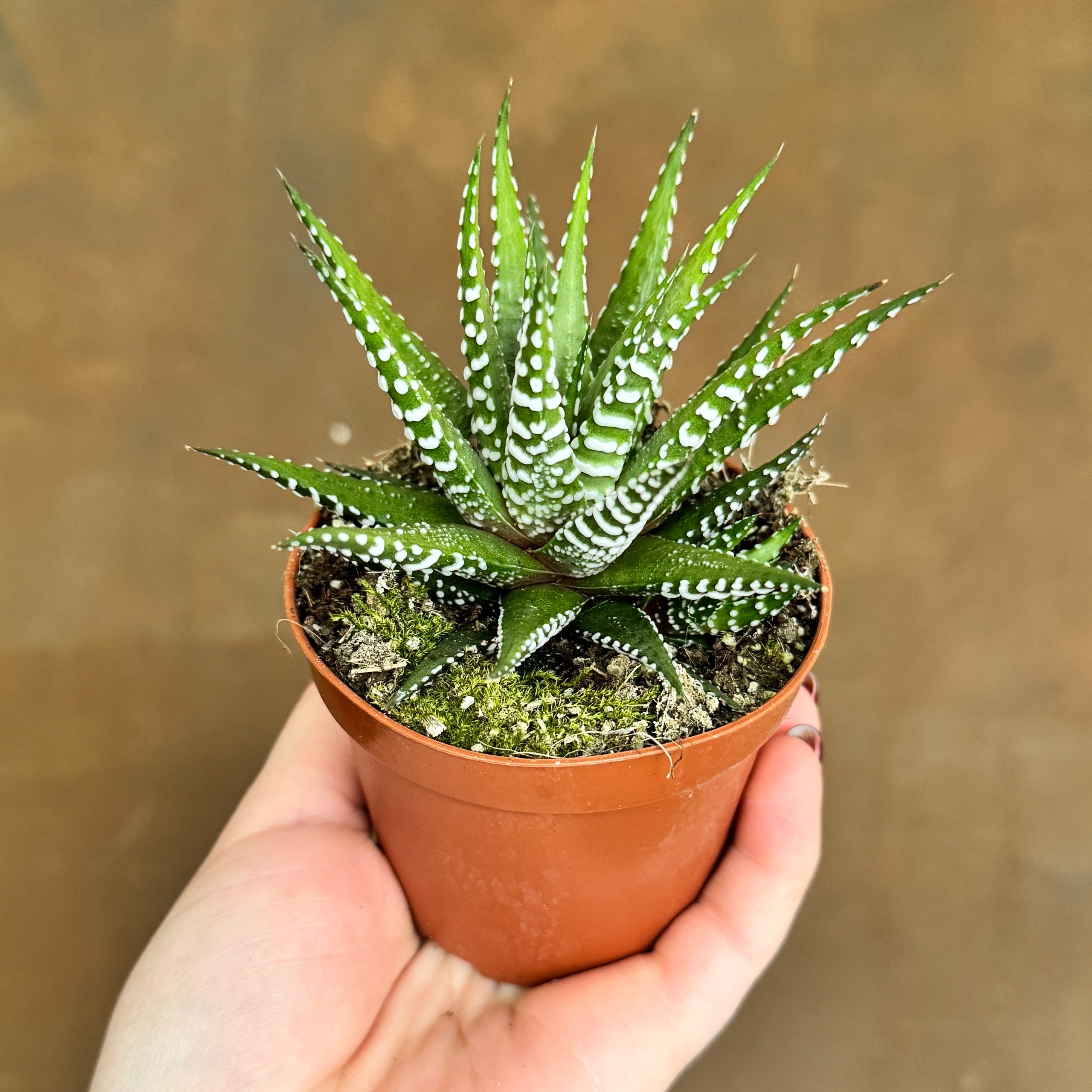 Haworthia fasciata ‘Big Band’