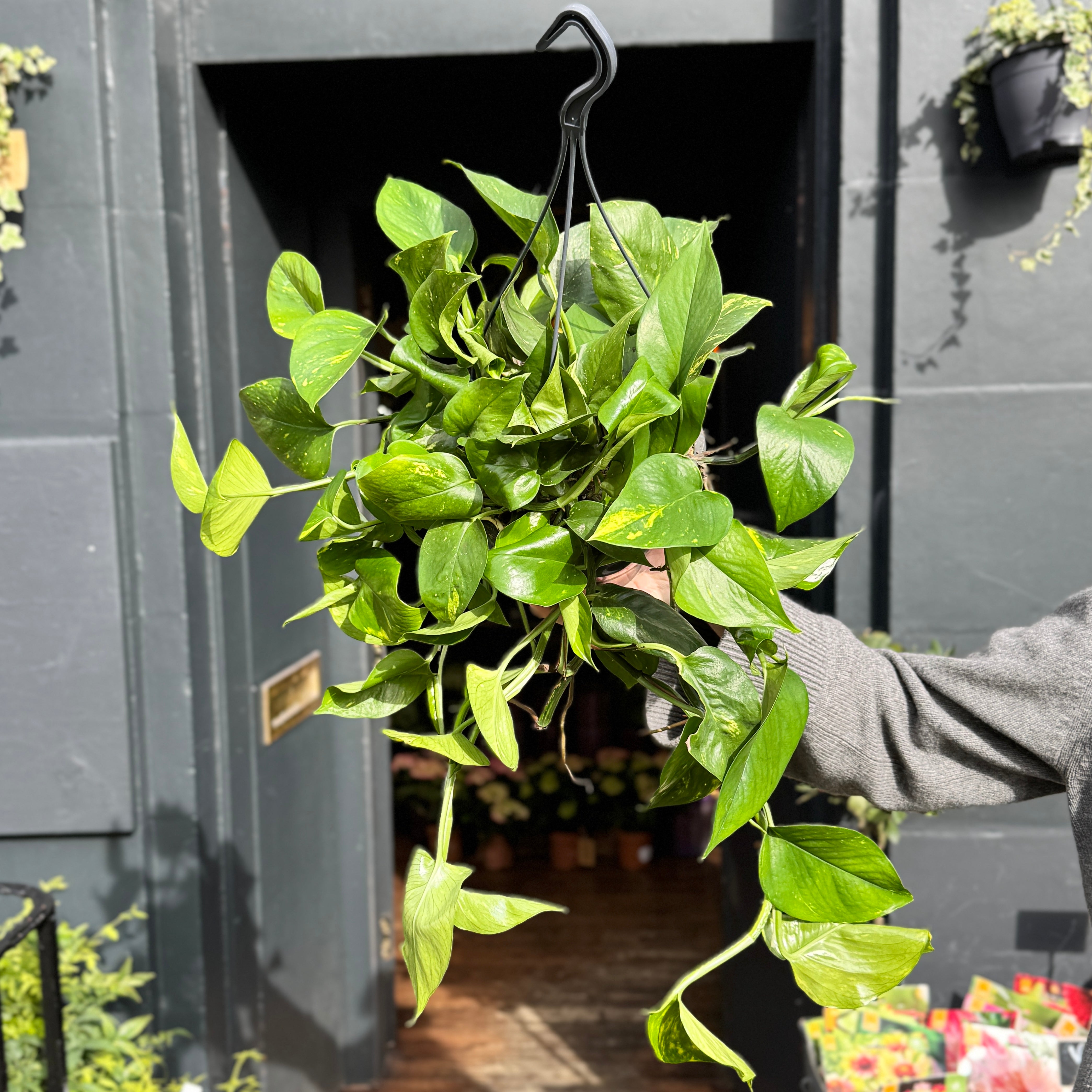Epipremnum aureum (19cm hangpot)