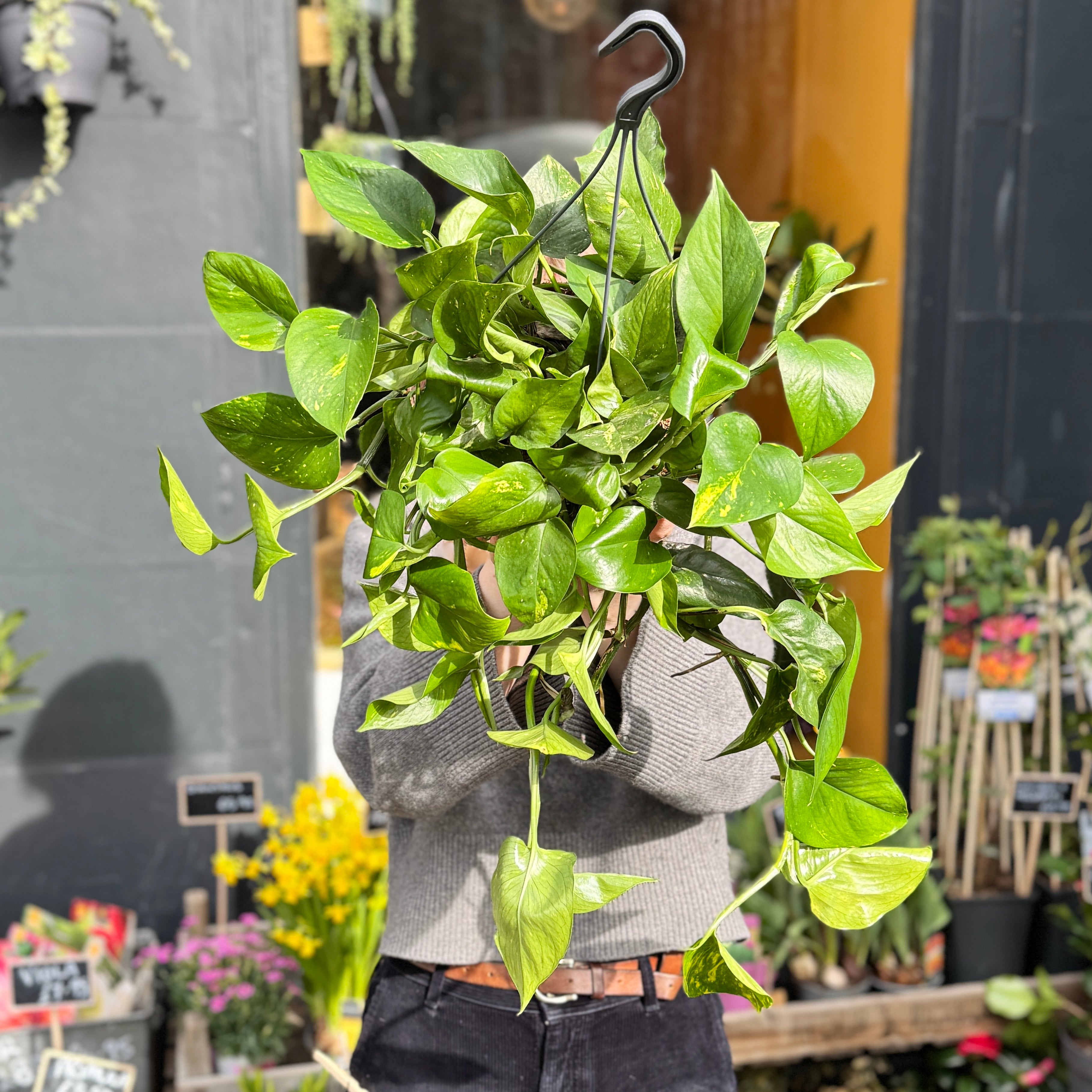 Epipremnum aureum (19cm hangpot)