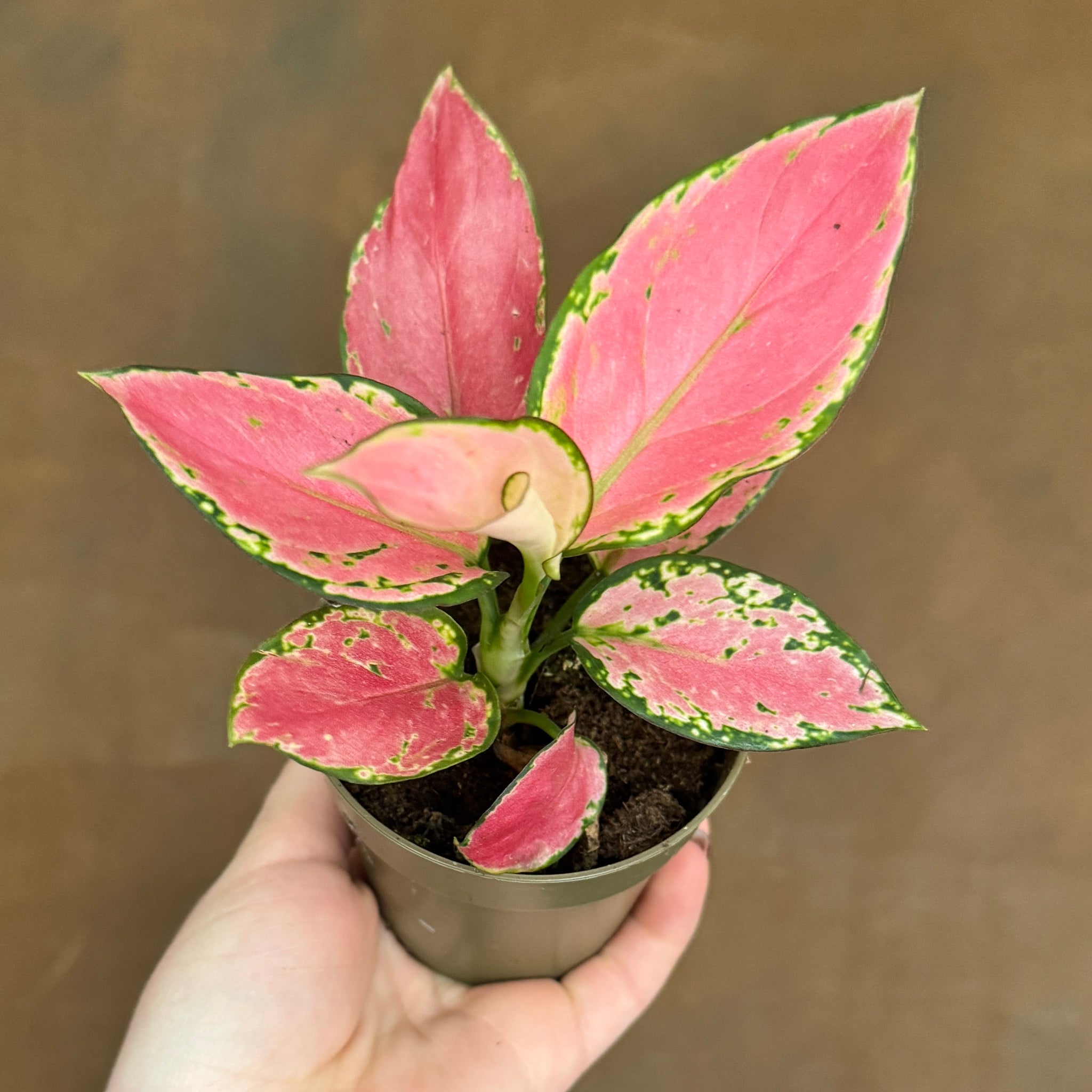 aglaonema pink katrina Aglaonema 'Pink' (Chinese Evergreen)