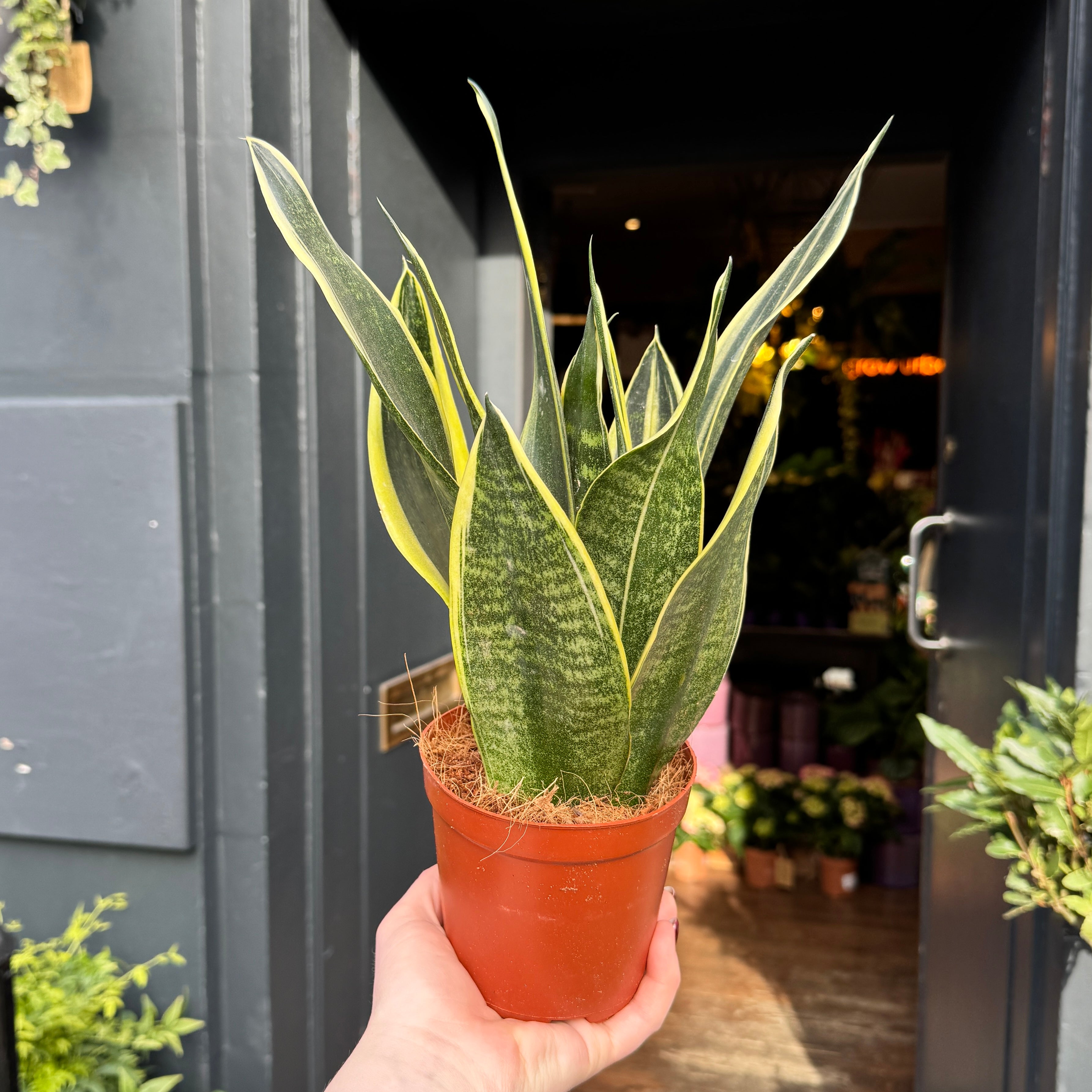 Sansevieria ‘Canary’