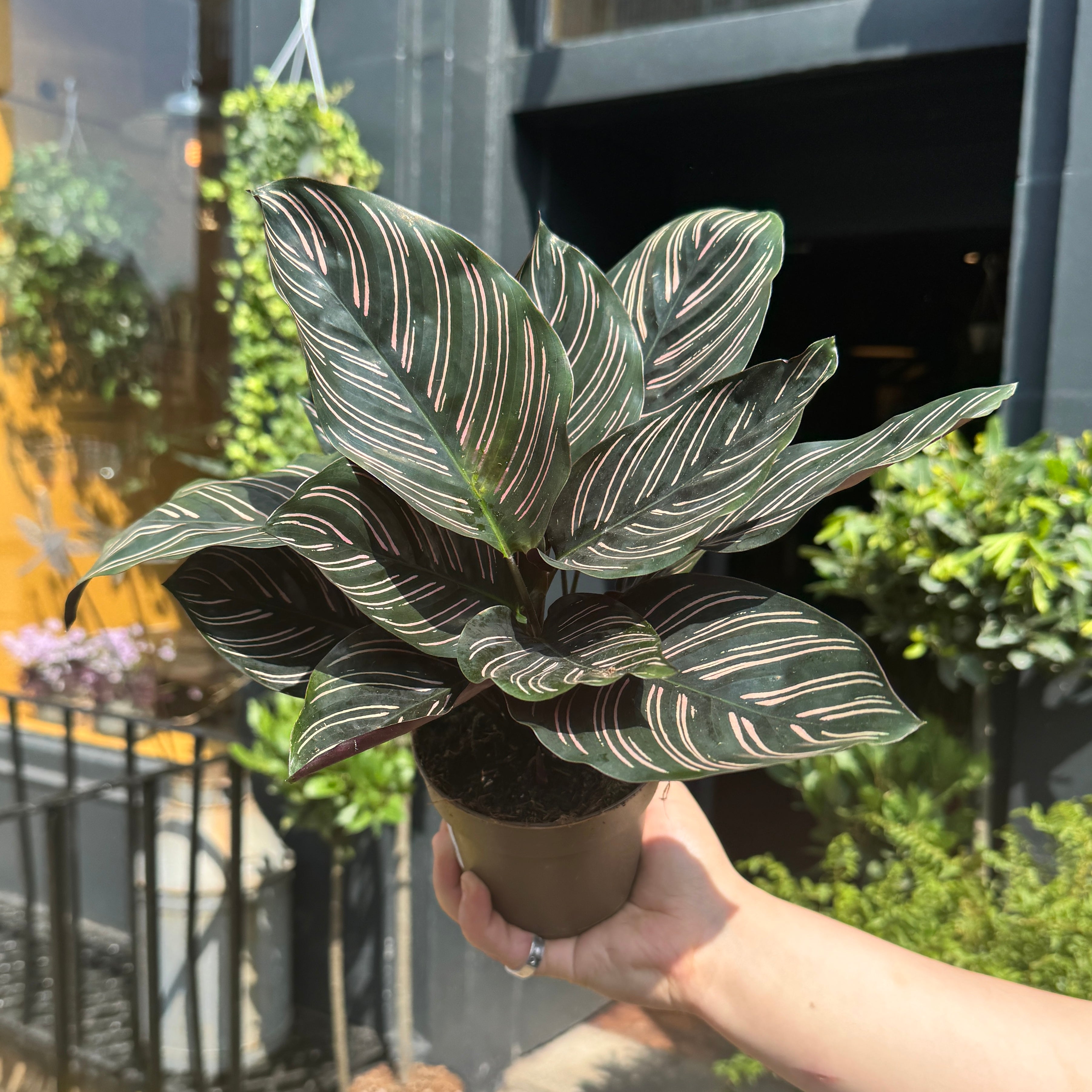 Calathea ornata (11cm pot)