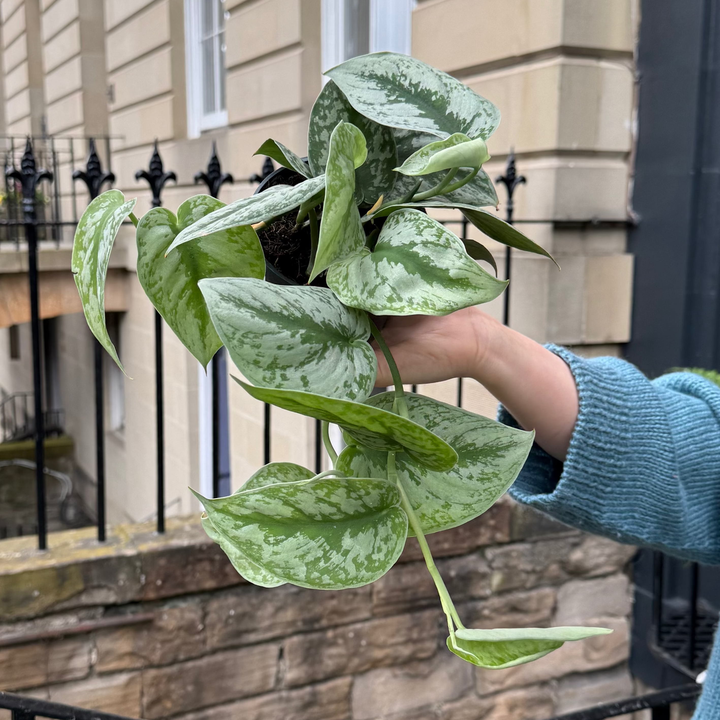 Person holding a green leafy plant in front of a building with a black metal fence.