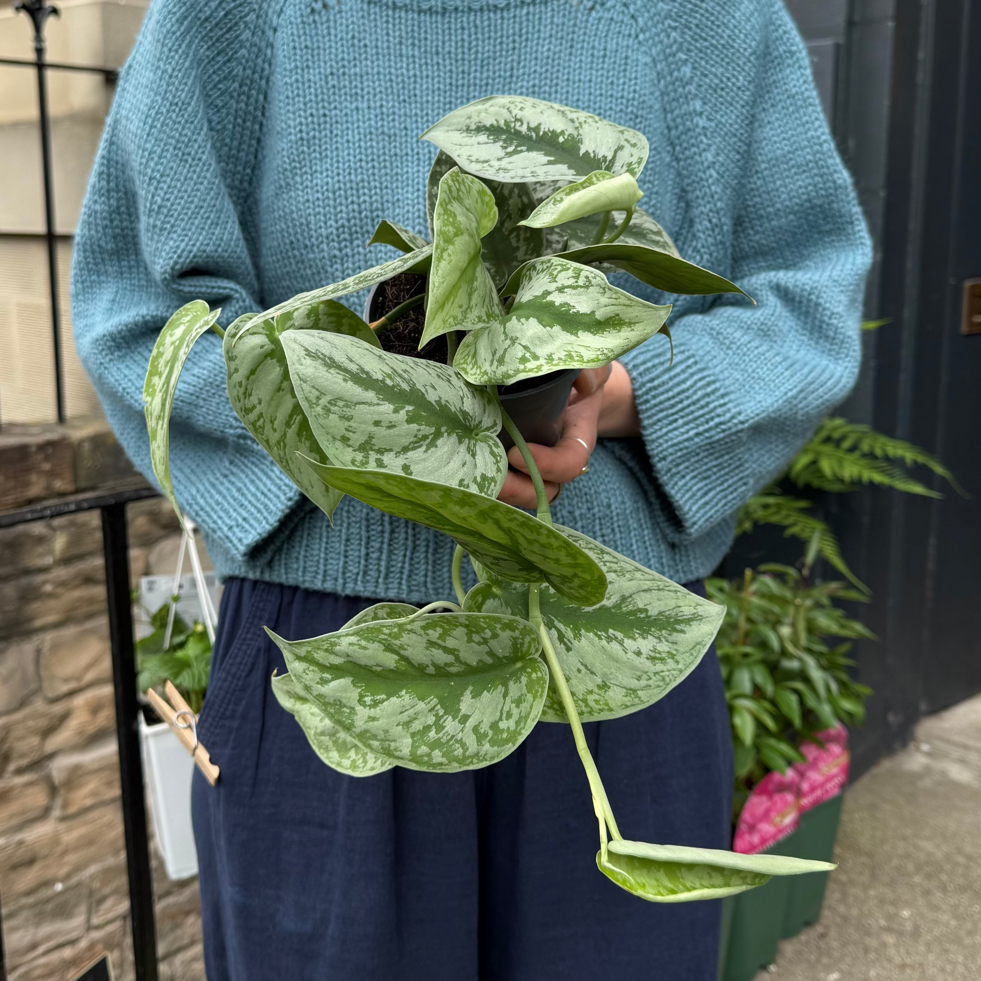 Person holding a green leafy plant (Scindapsus'Trebie') outdoors with a building in the background.
