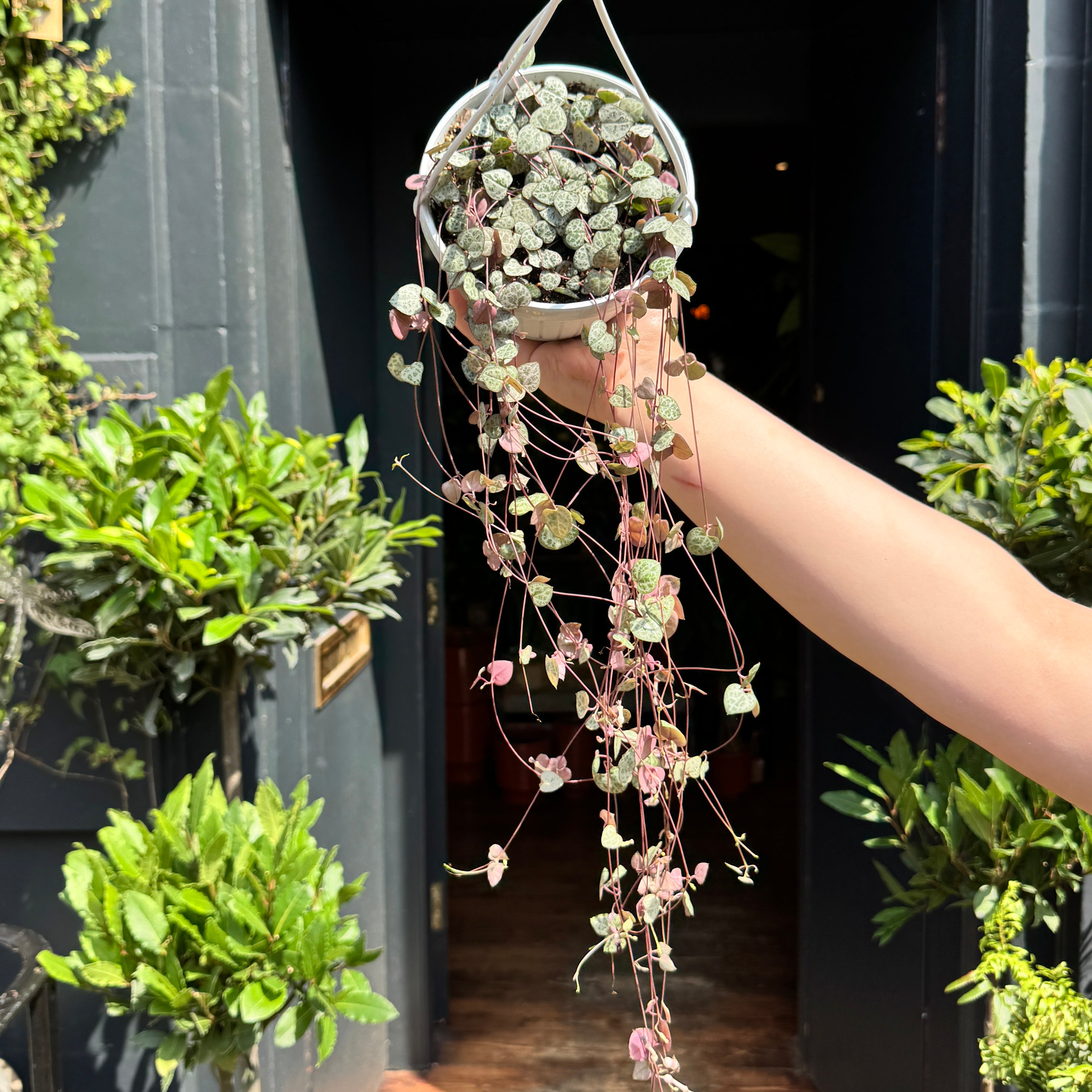 Ceropegia woodii (14cm hangpot)