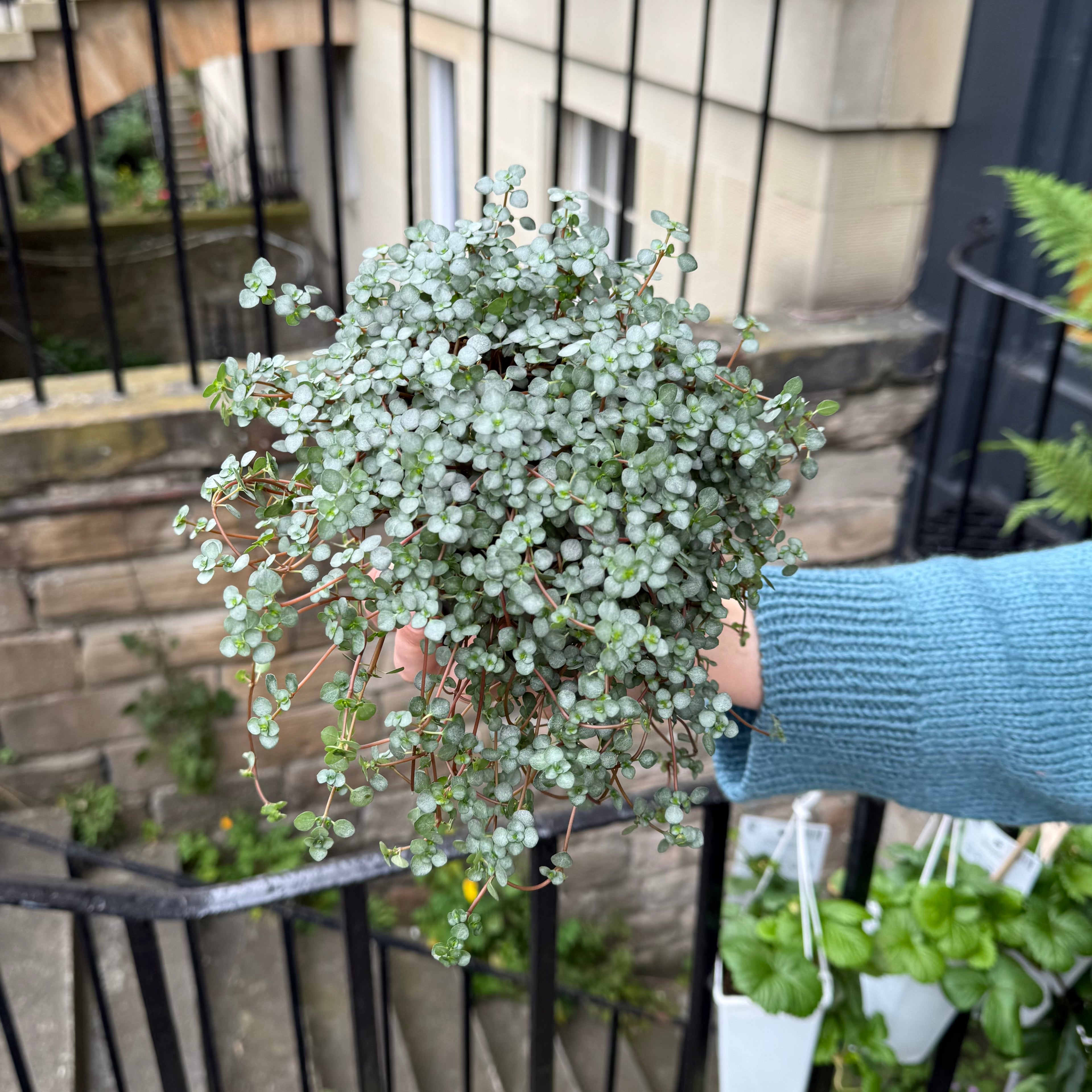 Pilea glauca ‘Greyzy’