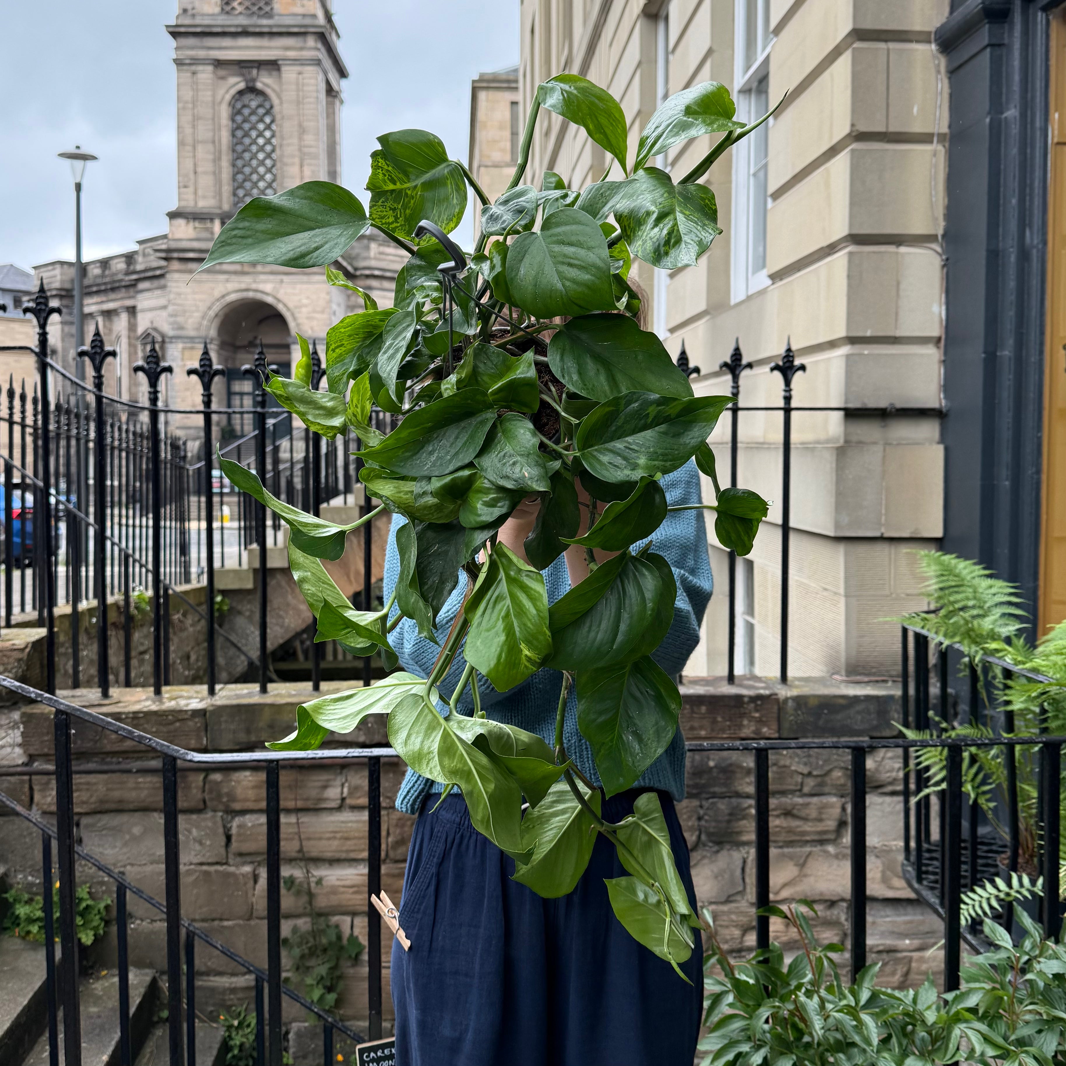 Epipremnum ‘Marble Green’ (hangpot)