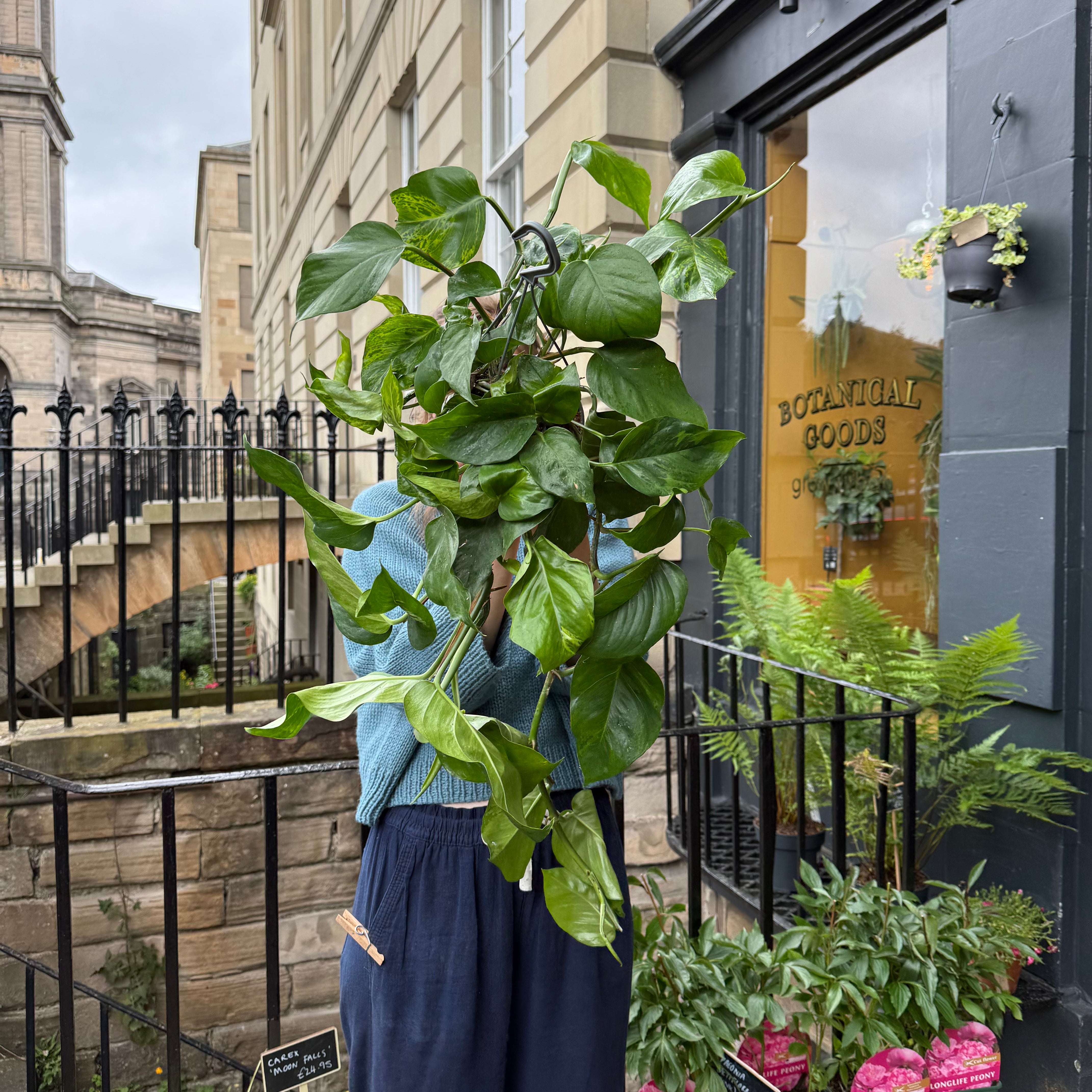 Epipremnum ‘Marble Green’ (hangpot)