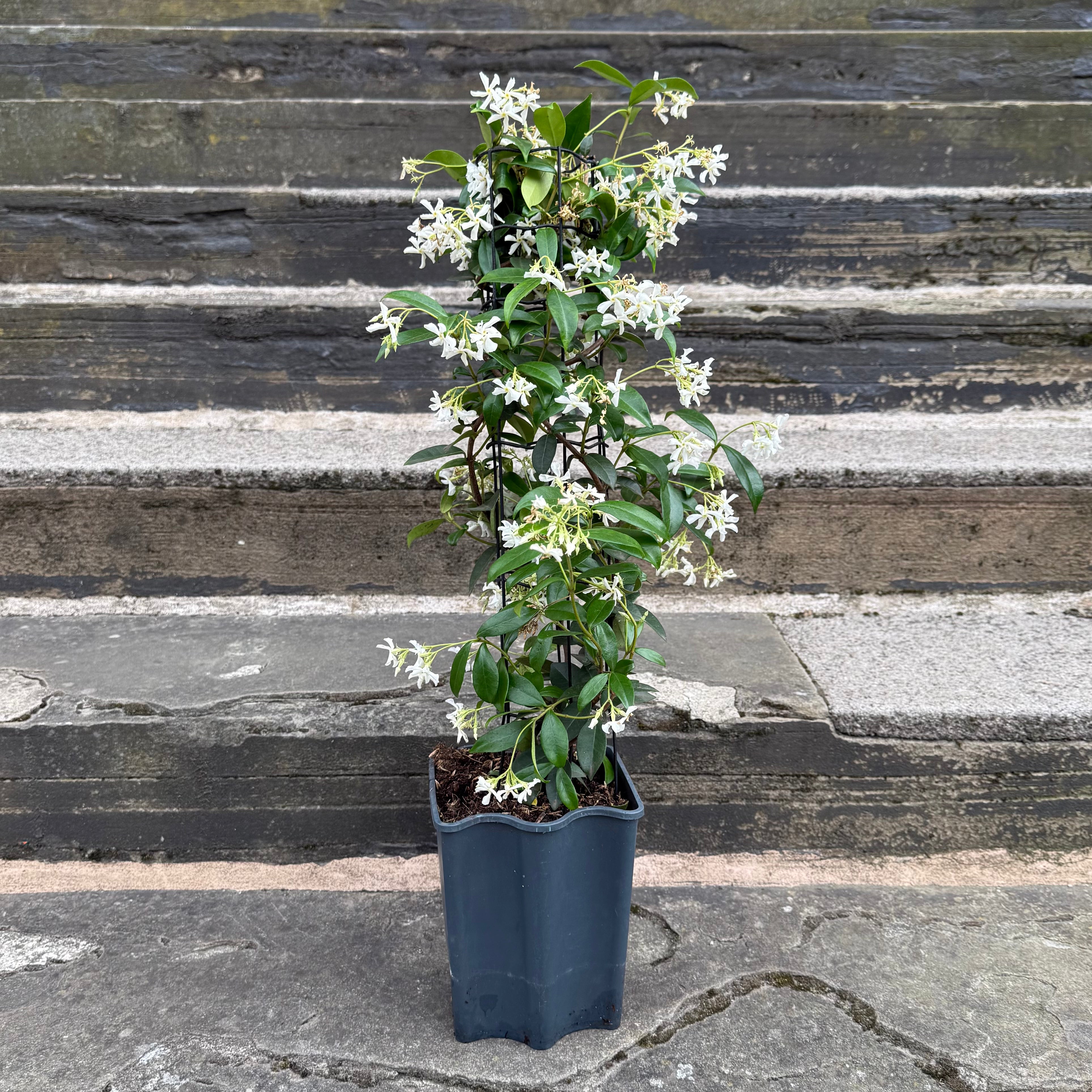 Trachelospermum jasminoides