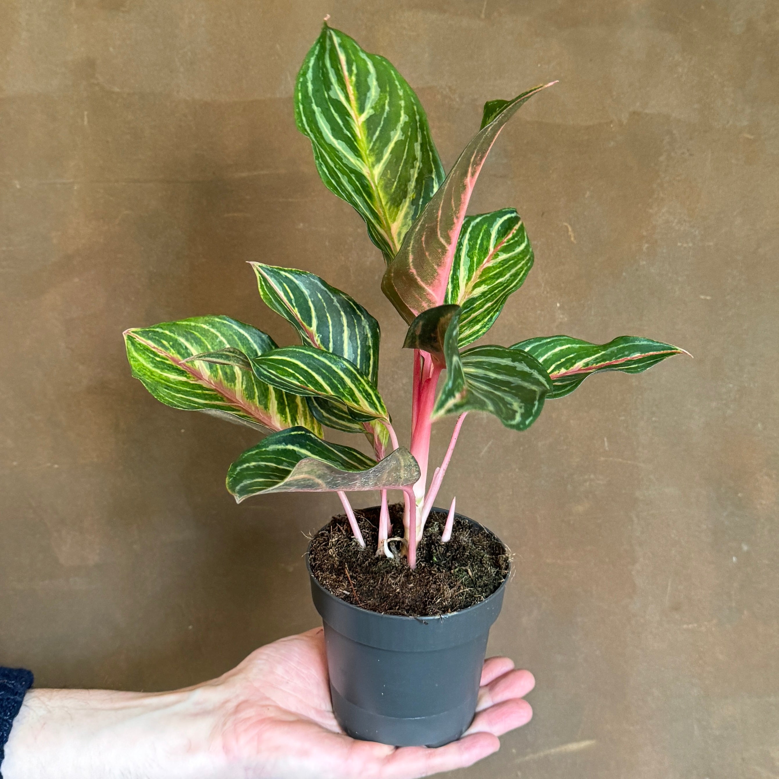 Aglaonema 'Dreamcatcher'