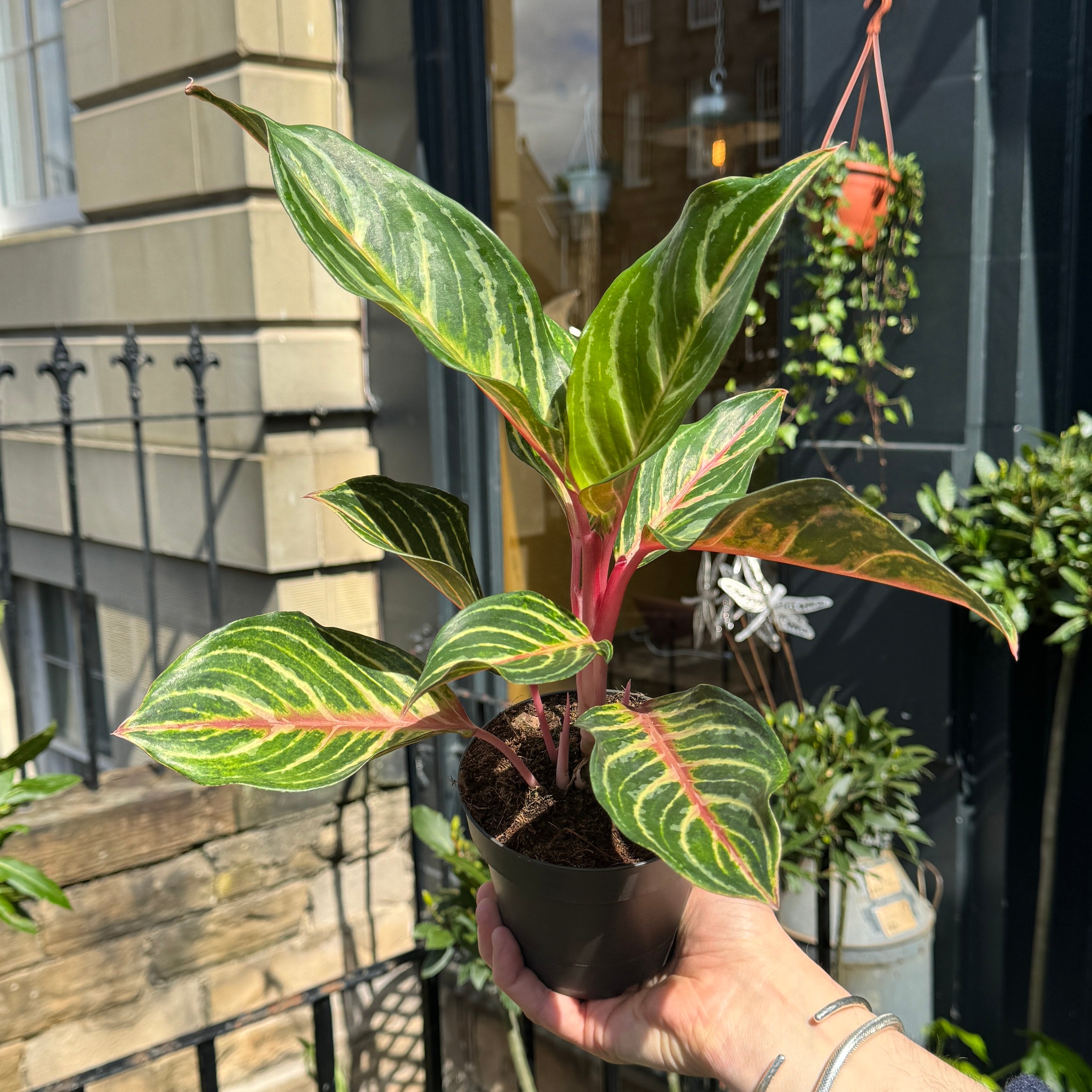 Aglaonema 'Dreamcatcher'