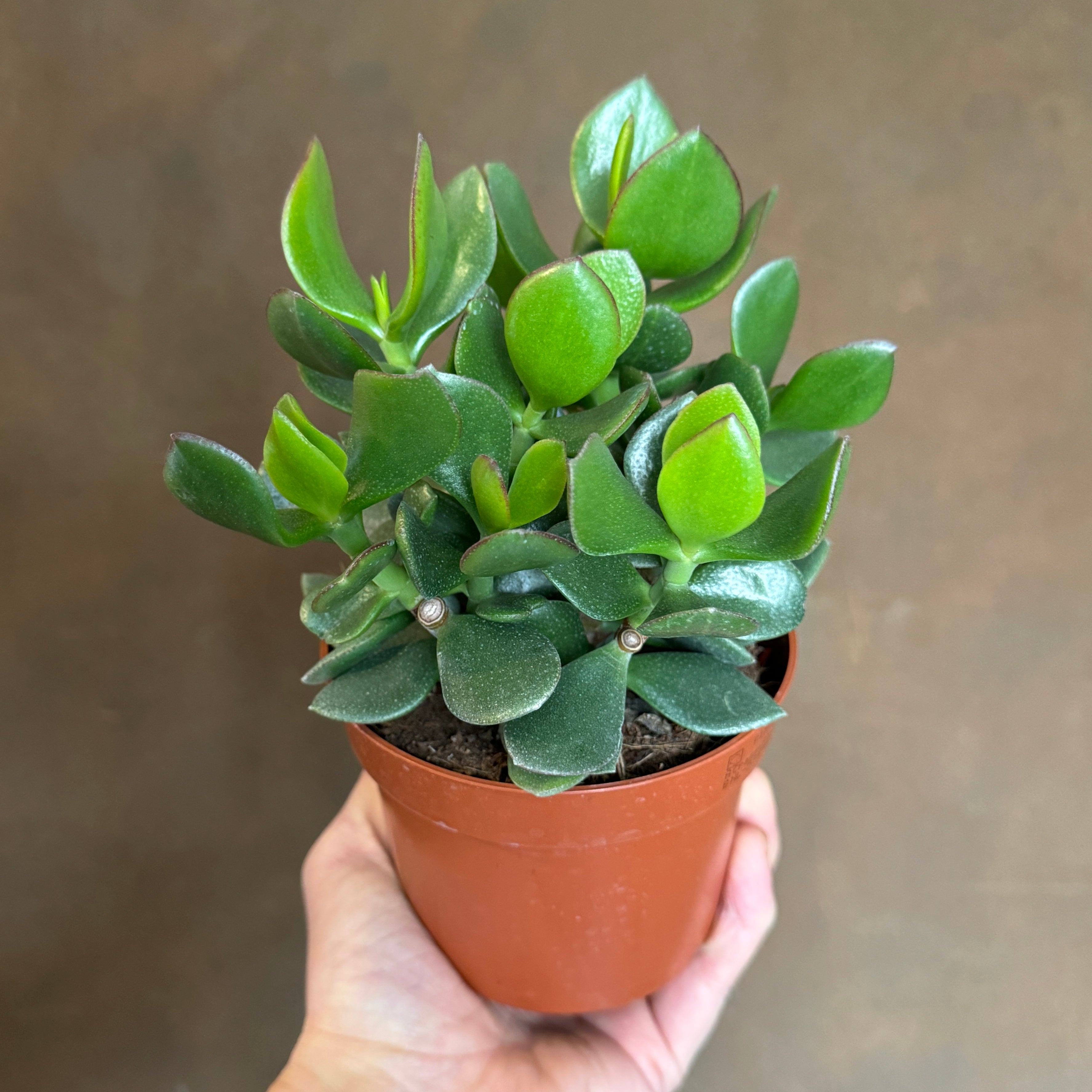 Crassula ovata ‘Sunset Magic'