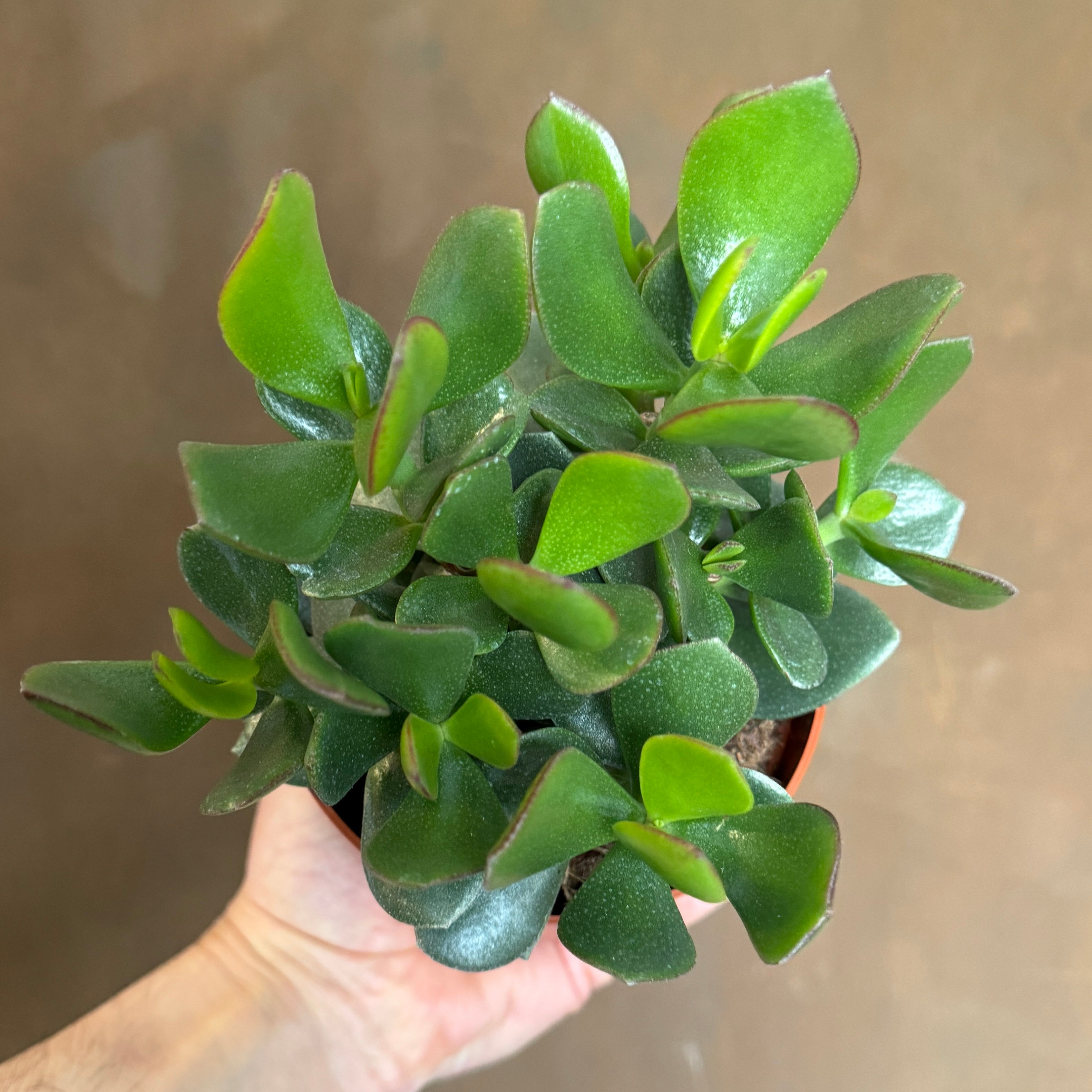 Crassula ovata ‘Sunset Magic'