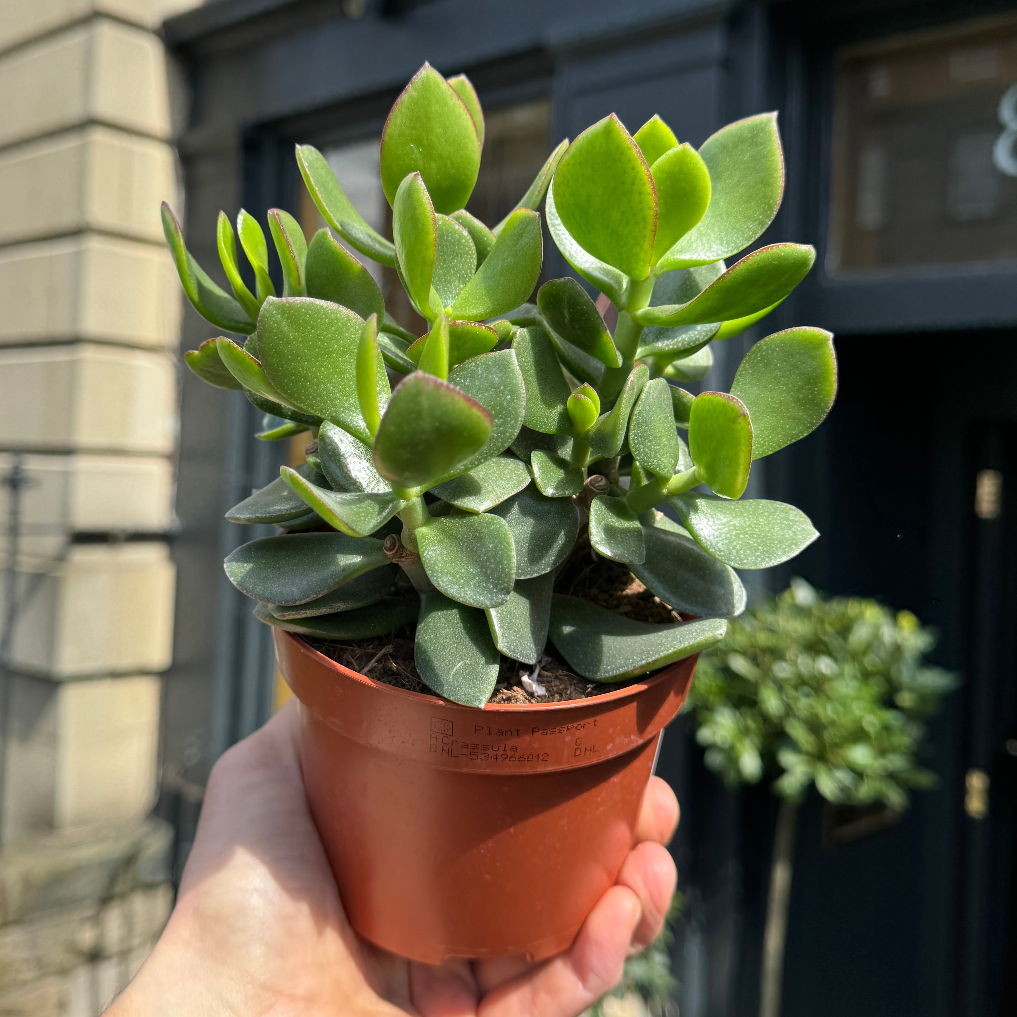 Crassula ovata ‘Sunset Magic'