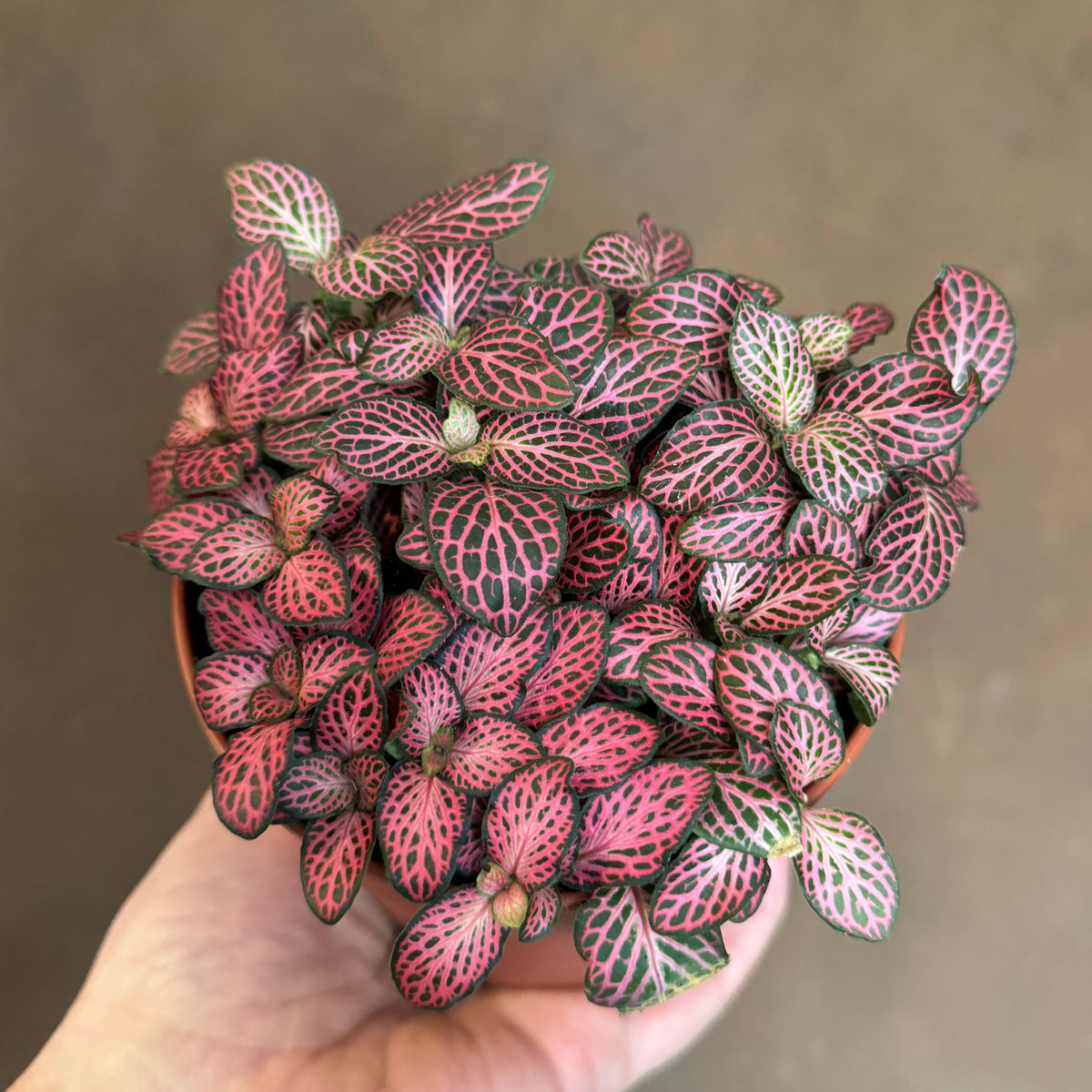 12+ Fittonia Pink Fittonia 'Pink Minima' | grow urban. Edinburgh