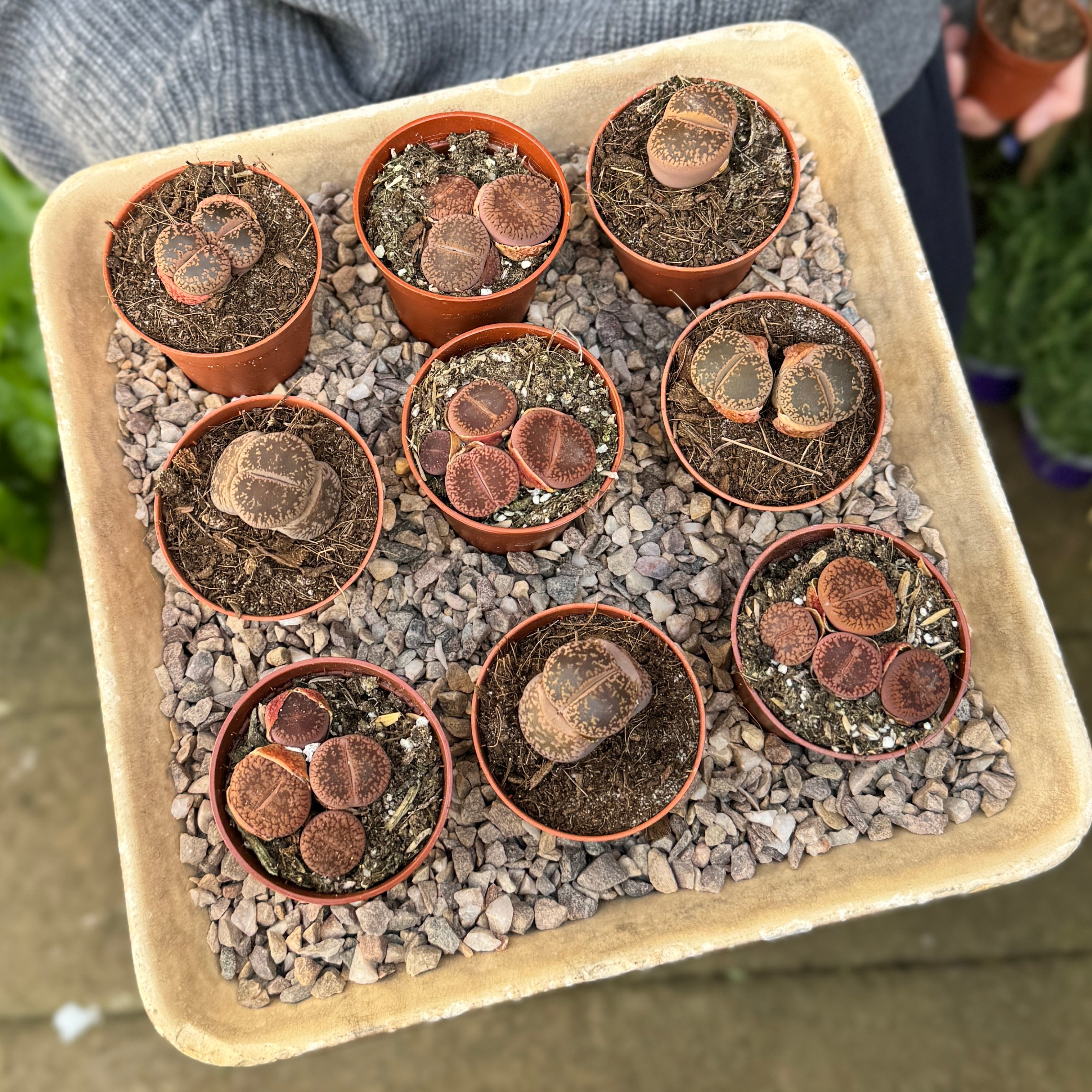 Lithops lesliei