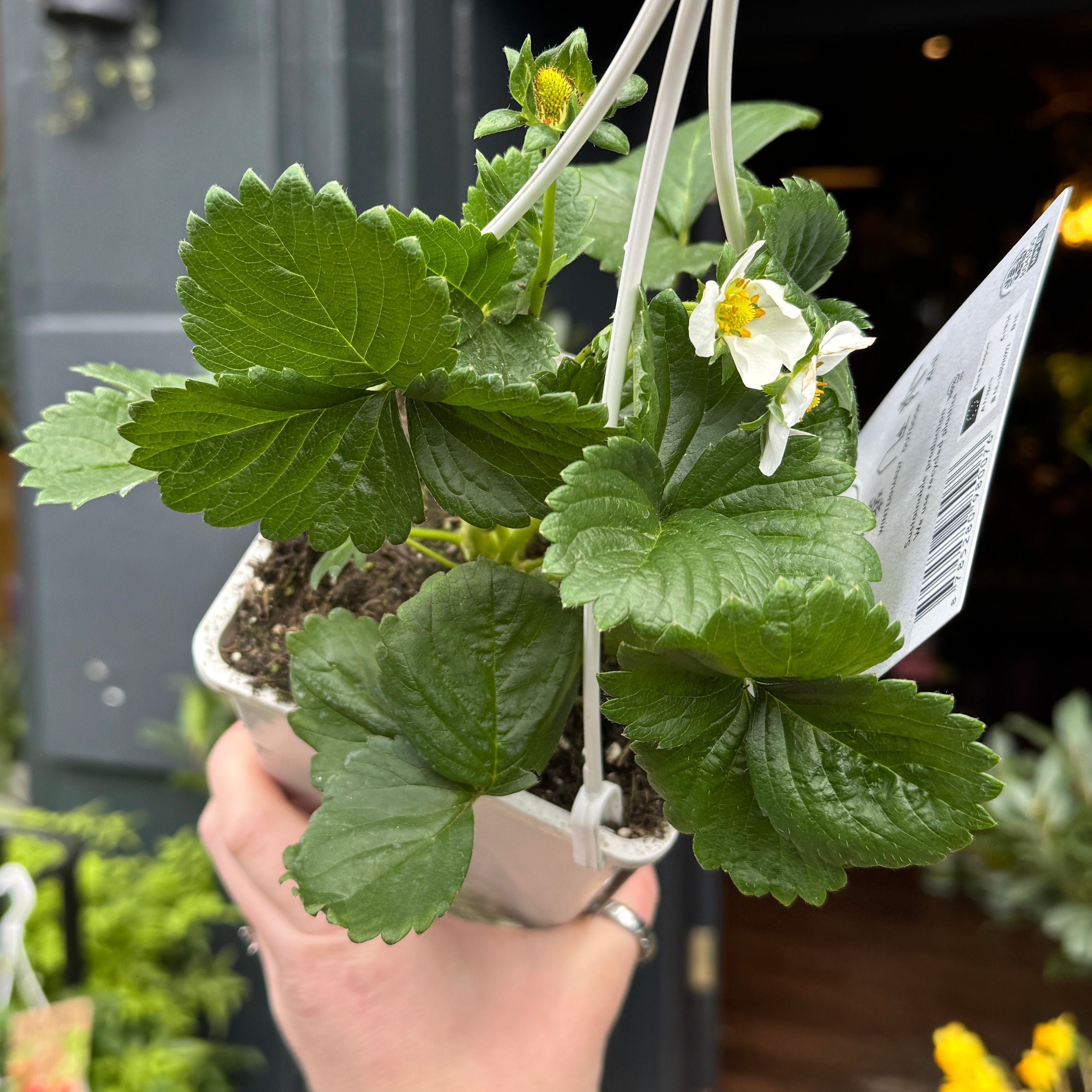 Fragaria ‘Eve’s Delight’