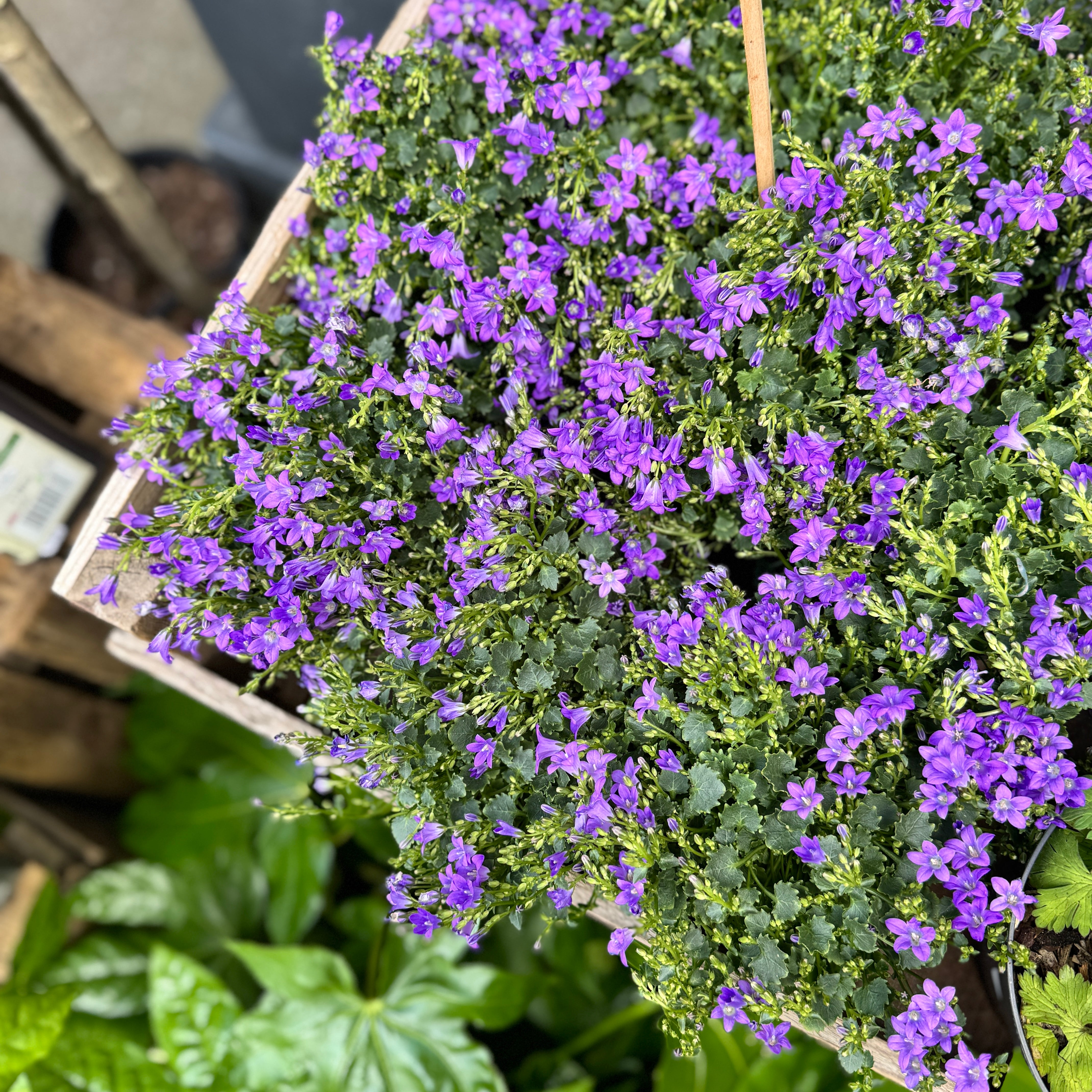 Campanula 'Dark Take'