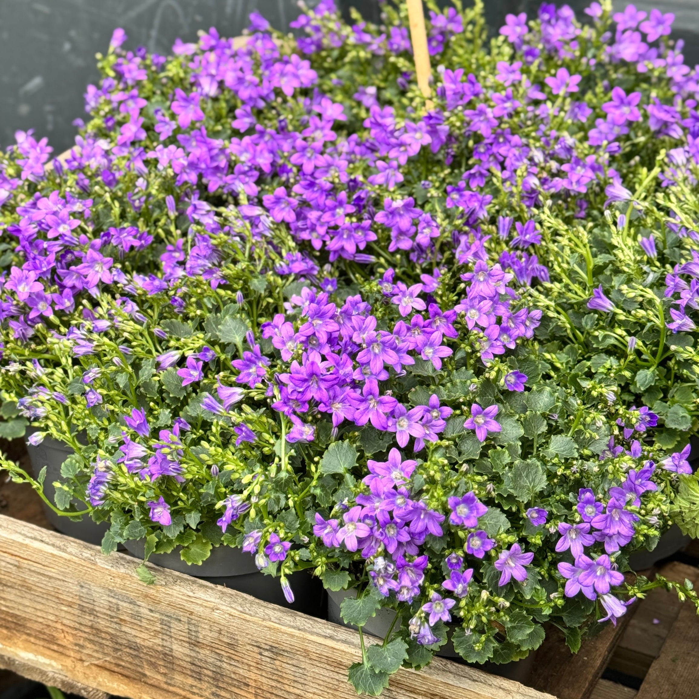 Campanula 'Dark Take'