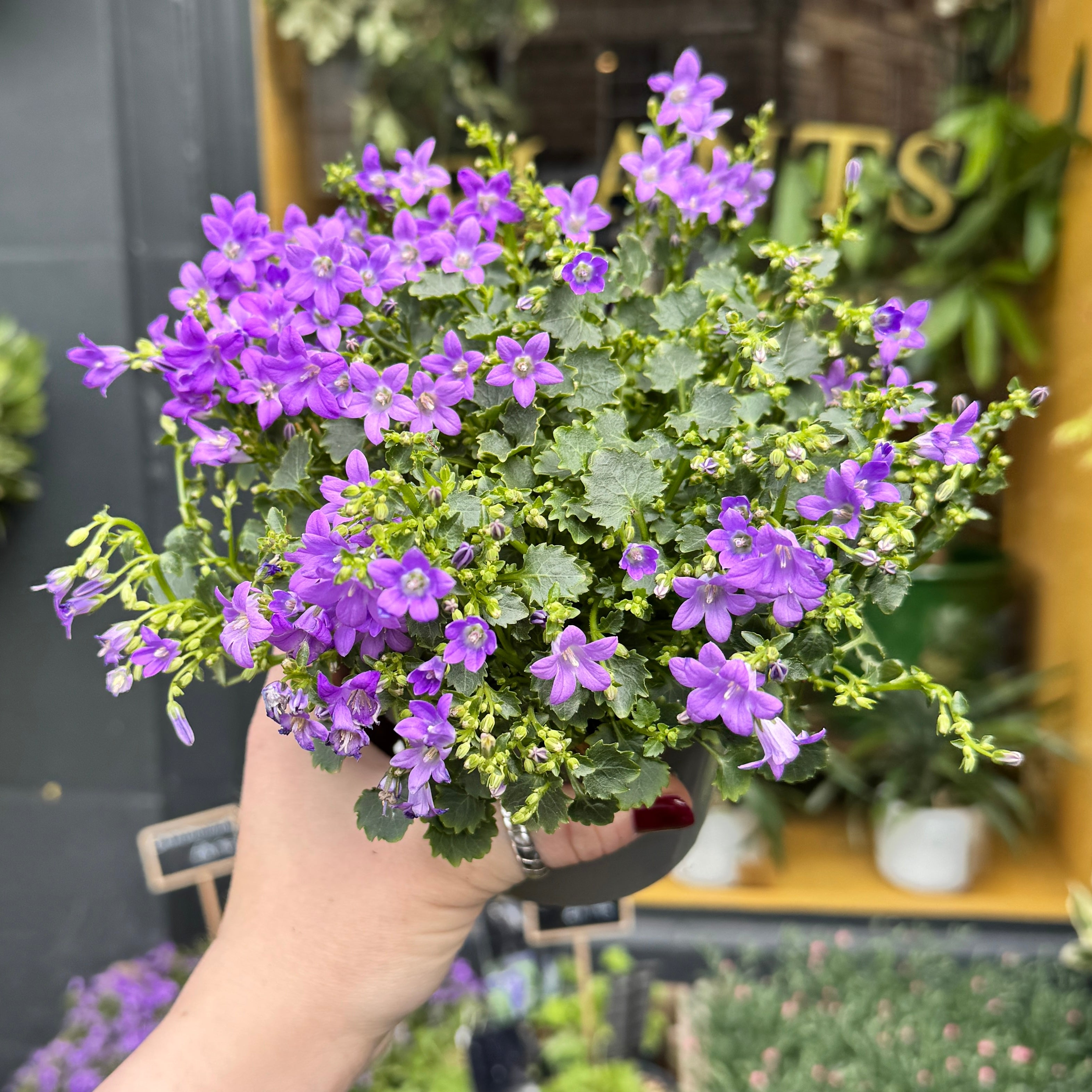 Campanula 'Dark Take'