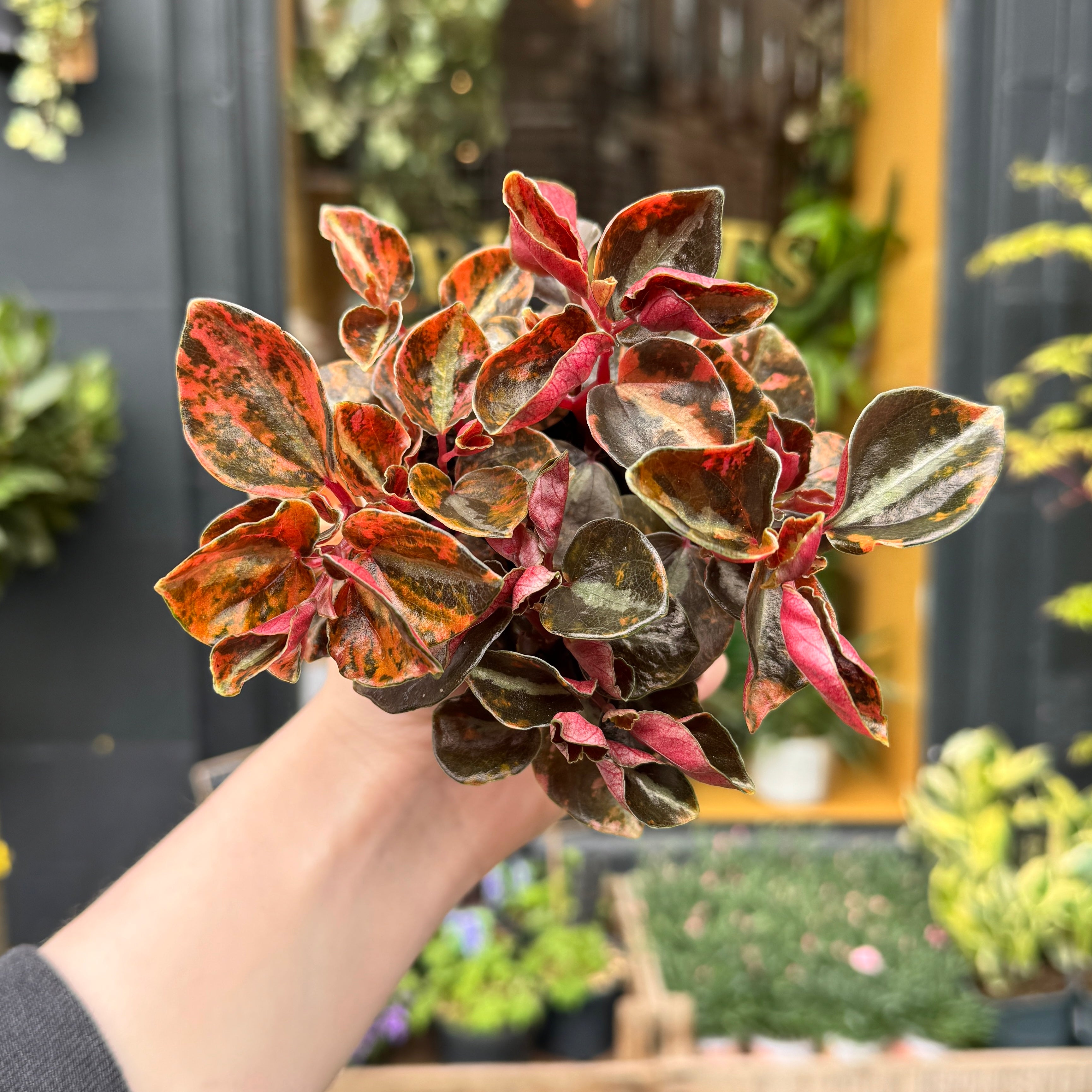 Peperomia ‘Creme Brulee’