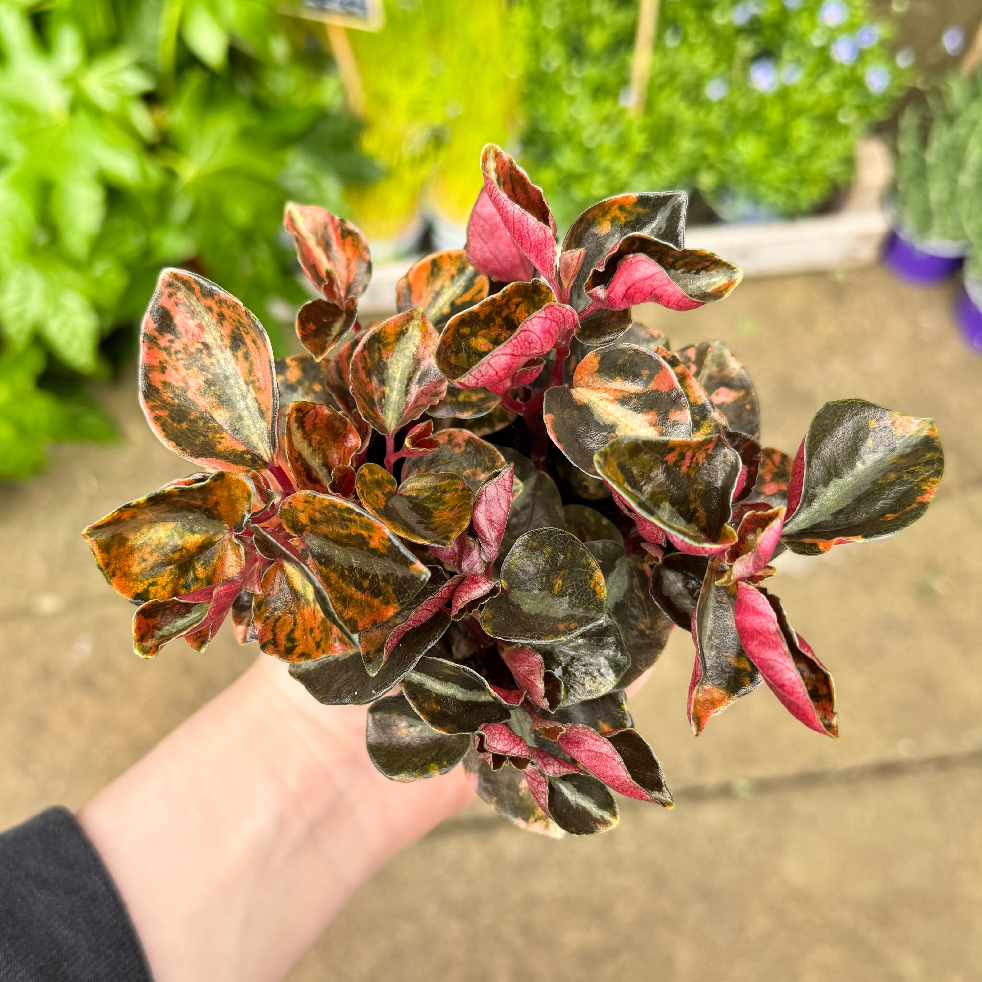 Peperomia ‘Creme Brulee’