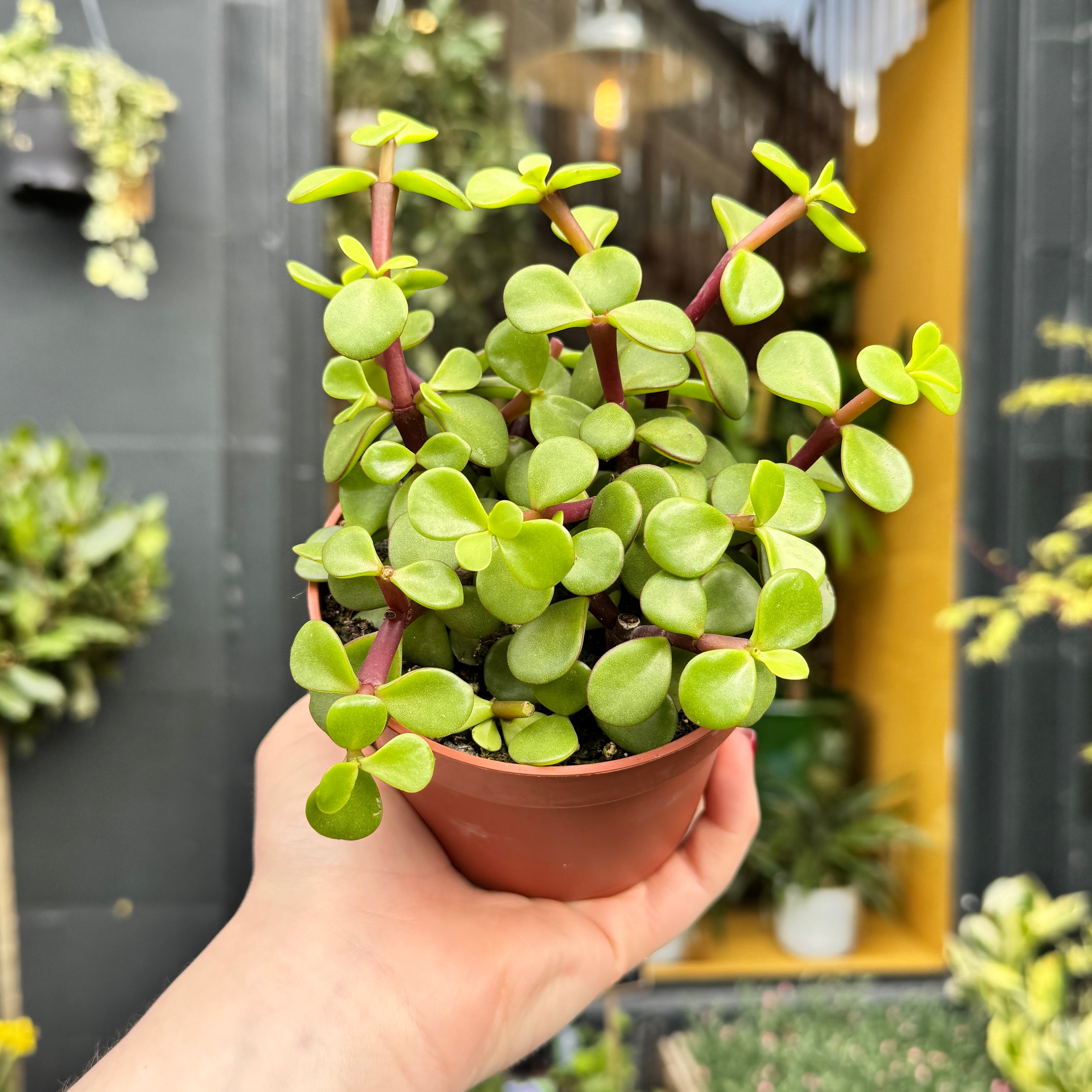 Portulacaria afra