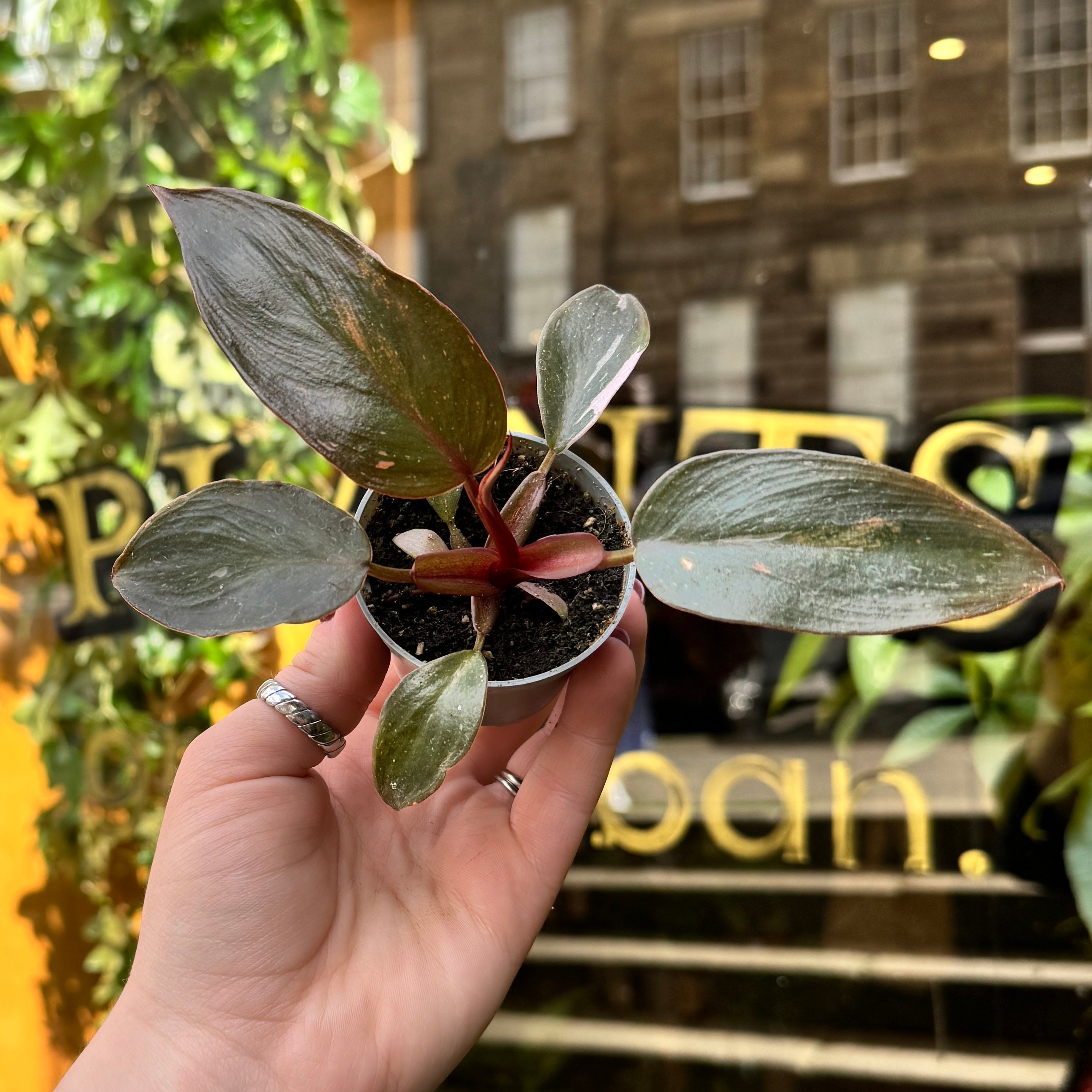 Philodendron ‘Pink Princess’