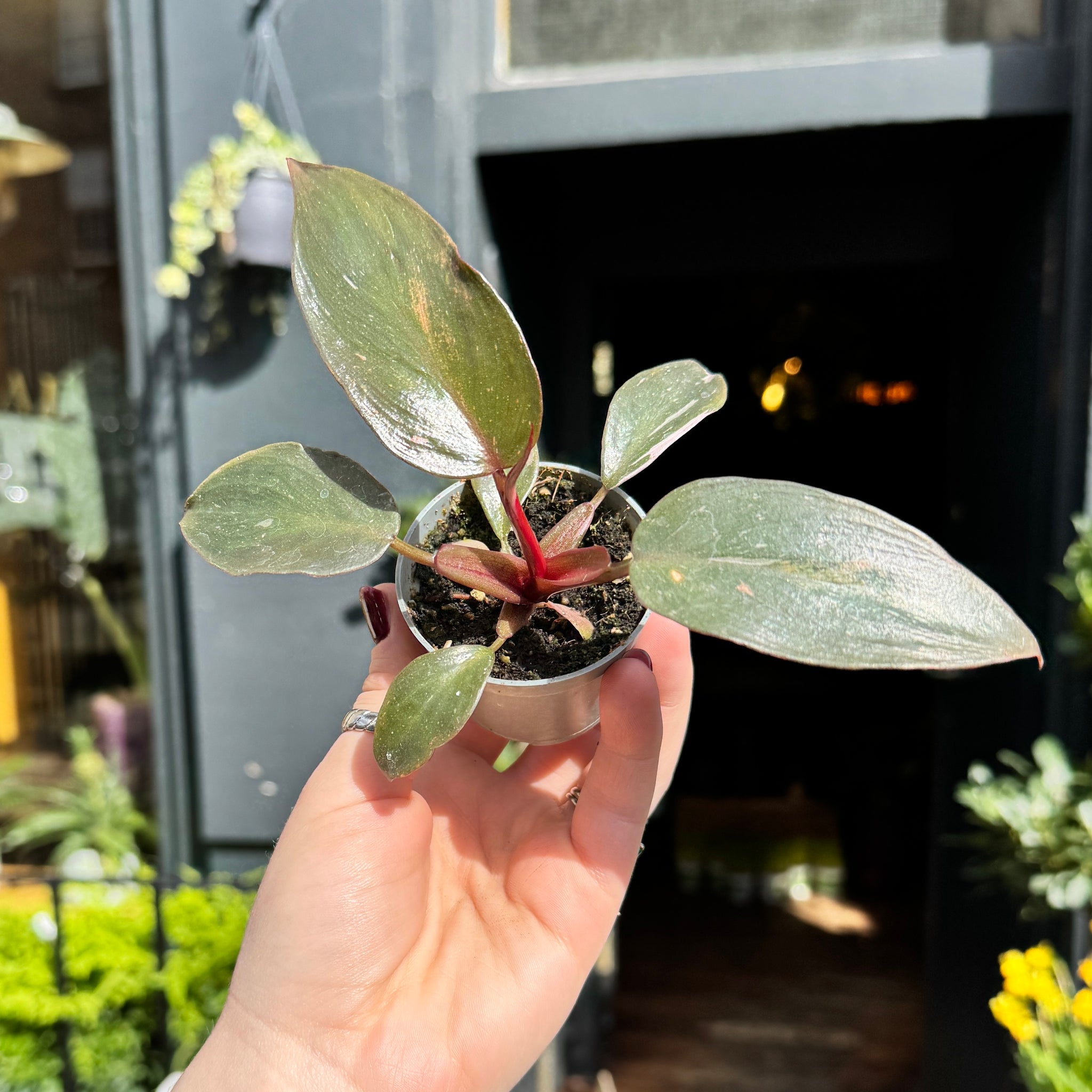 pink princess philodendron seeds Philodendron Pink Princess – Rare Variegated Houseplant