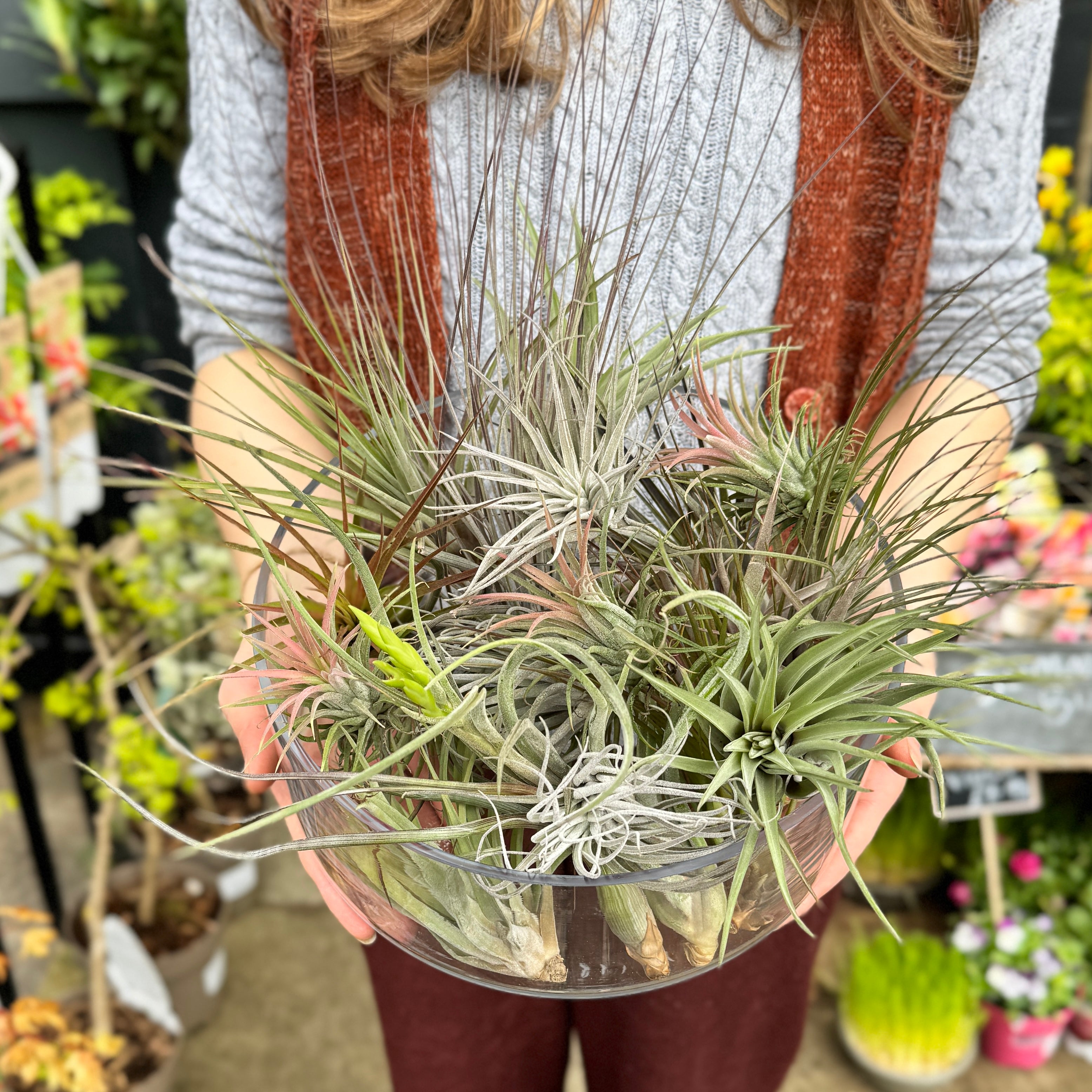 Tillandsia Air Plant