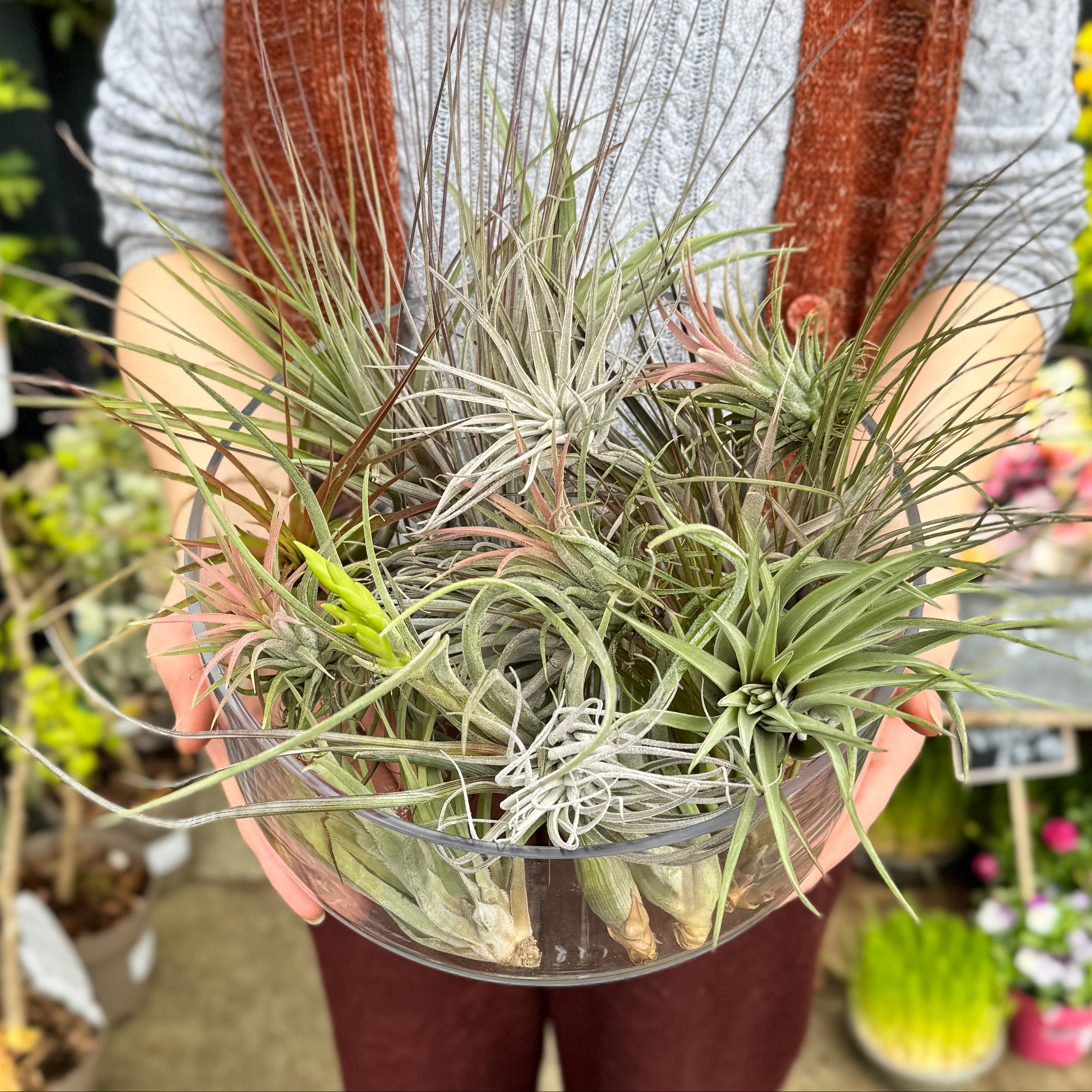 Tillandsia Air Plant
