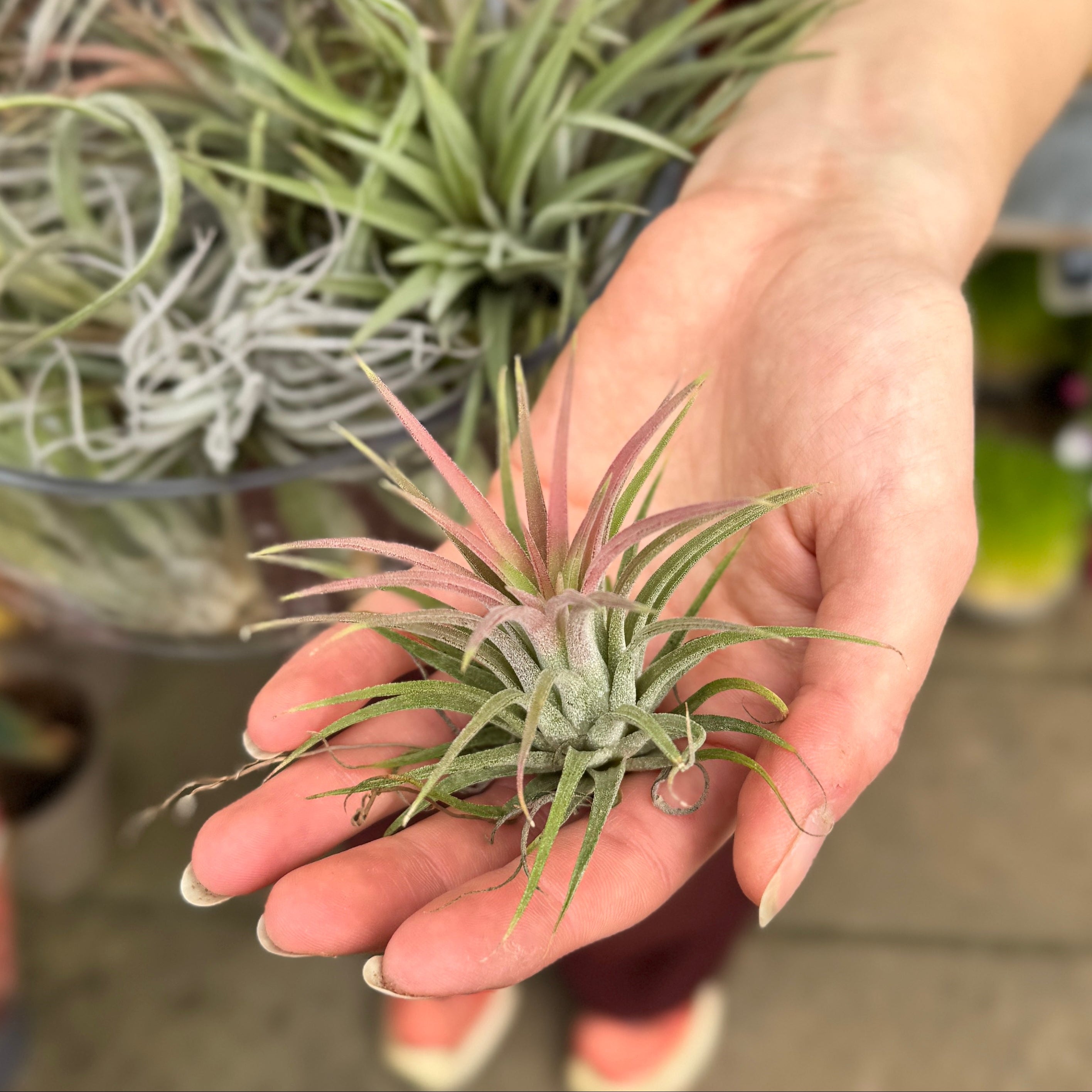 Tillandsia Air Plant | Easy-Care Indoor Plant – grow urban.