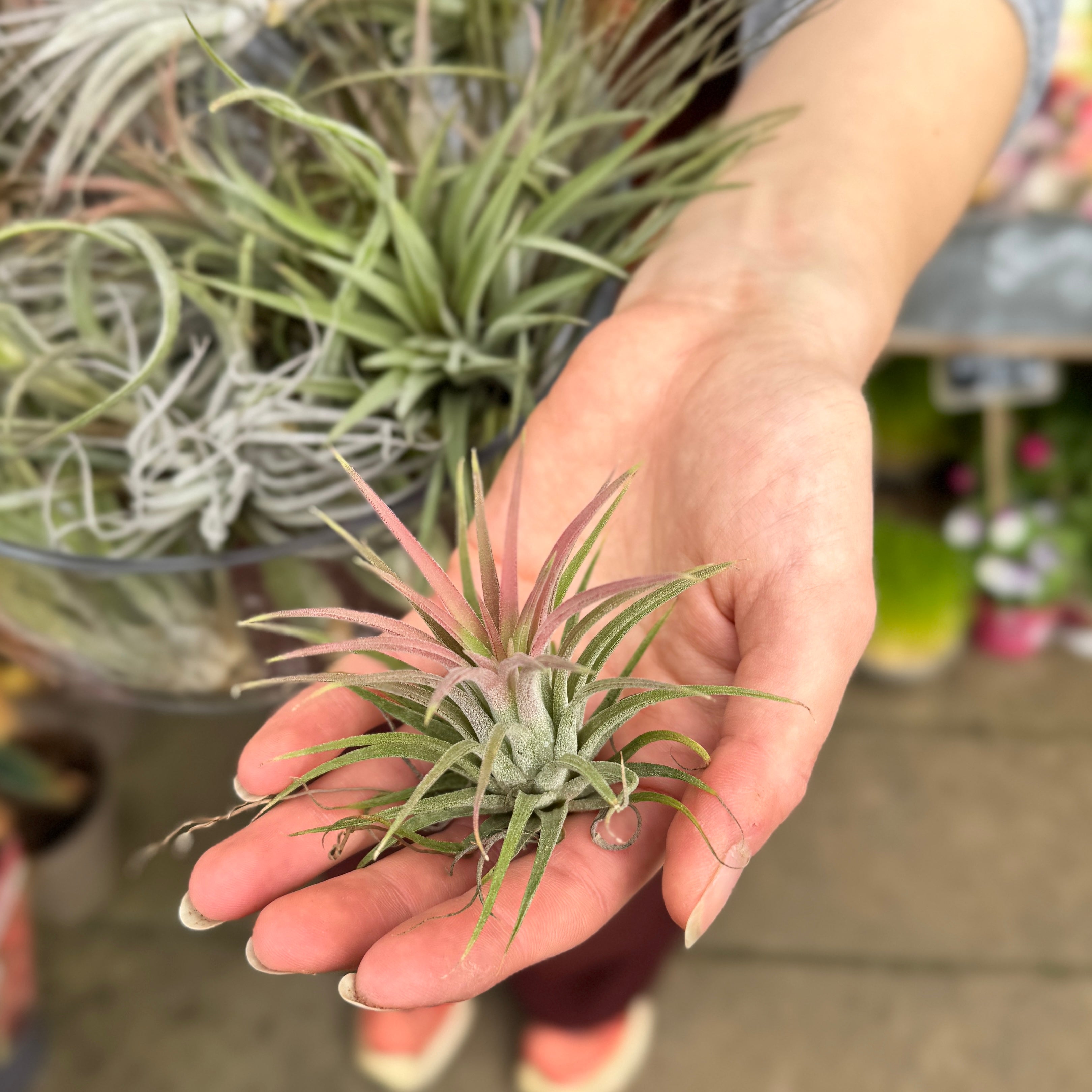 Tillandsia Air Plant