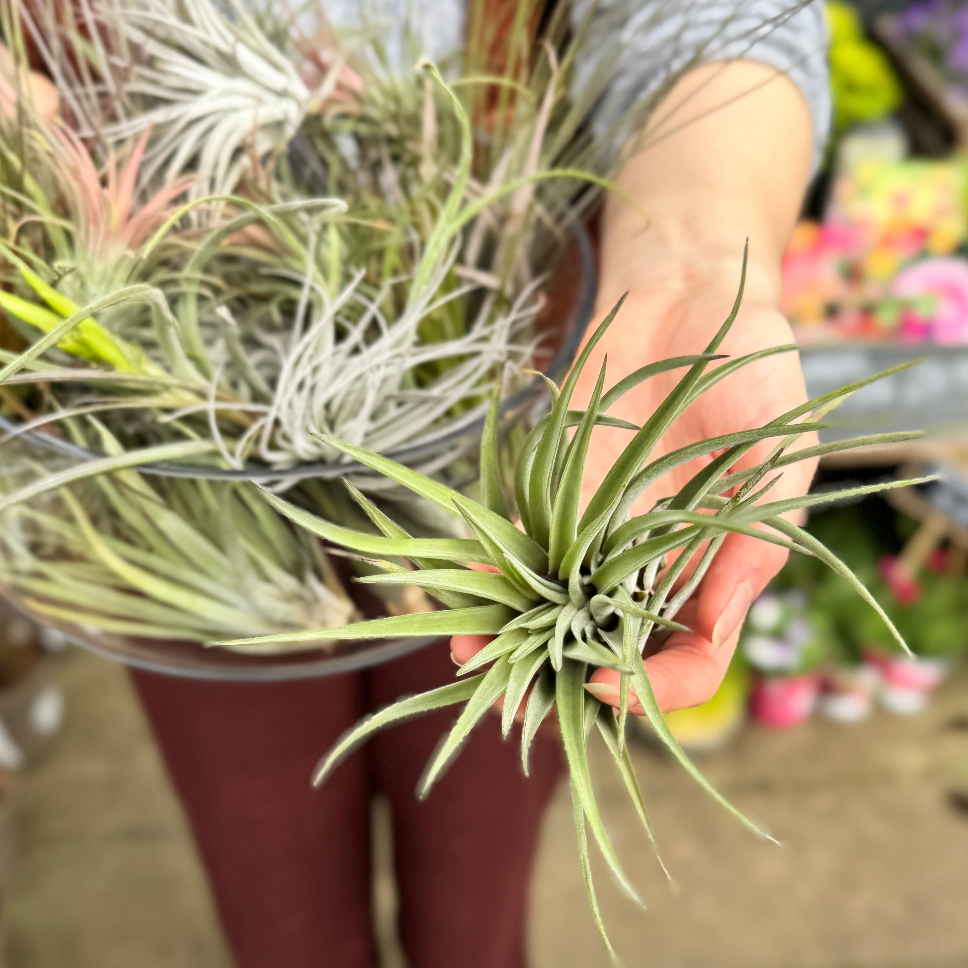 Hand holding a collection of air plants with a blurred background