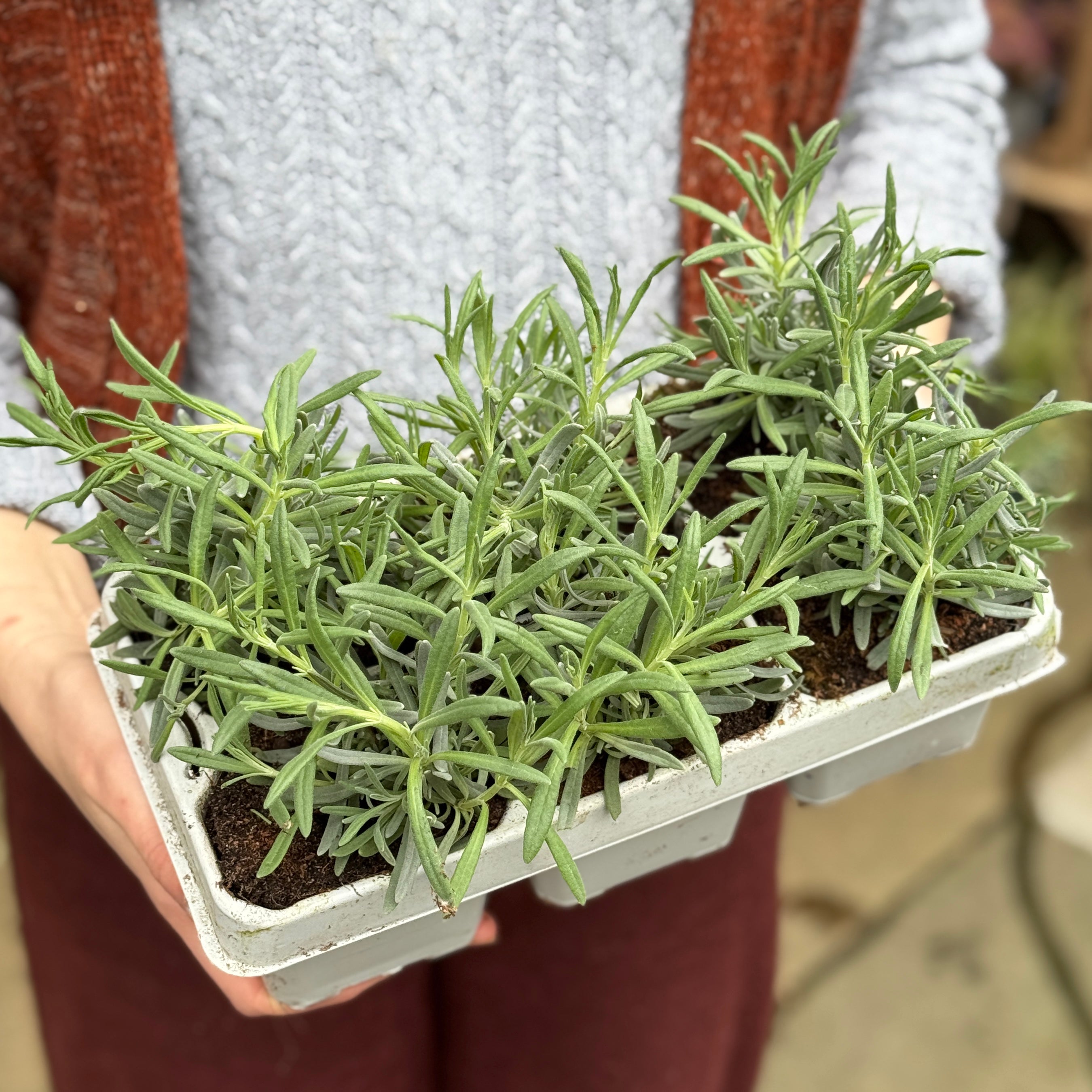 Lavandula angustifolia 6-Plant Pack