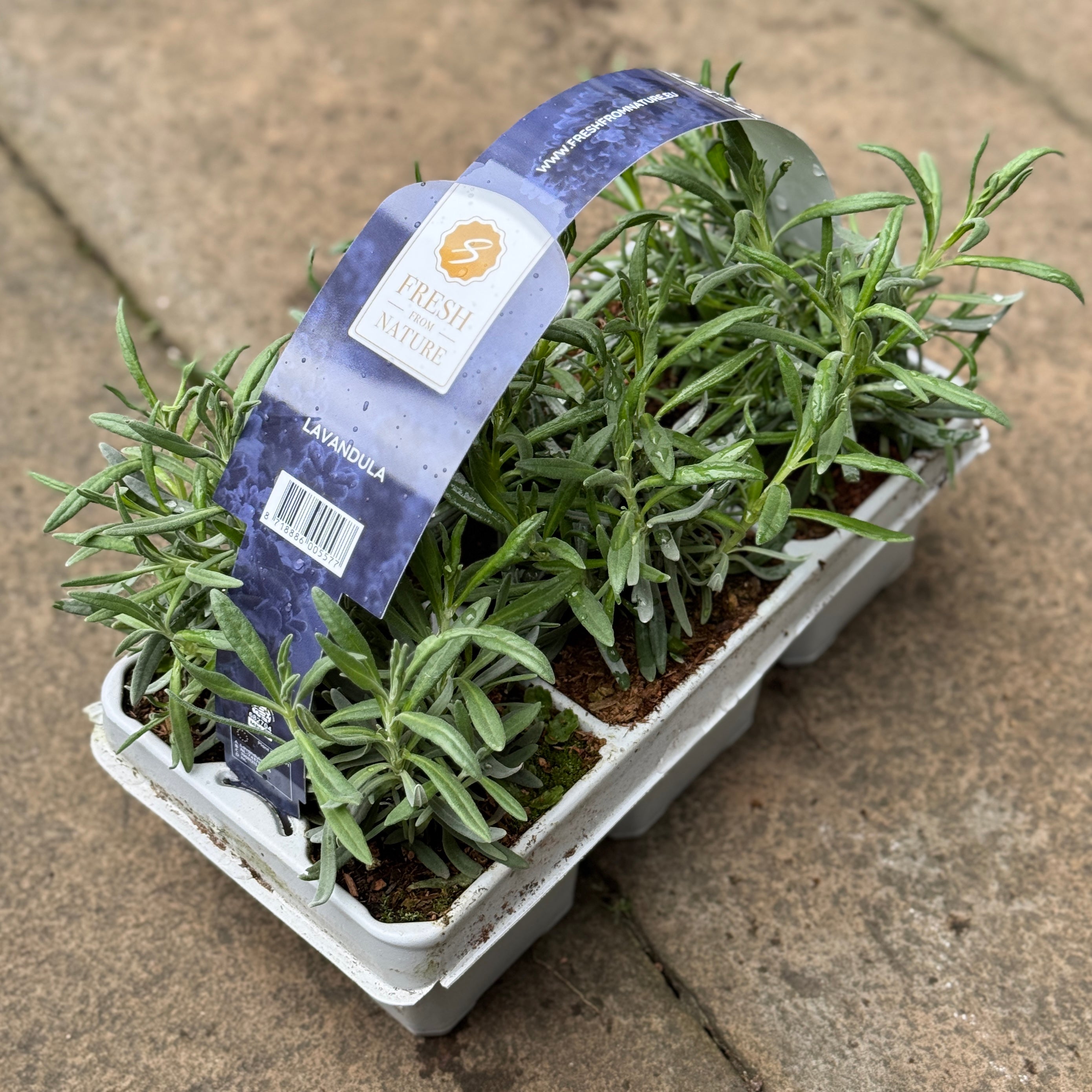 Lavandula angustifolia 6-Plant Pack