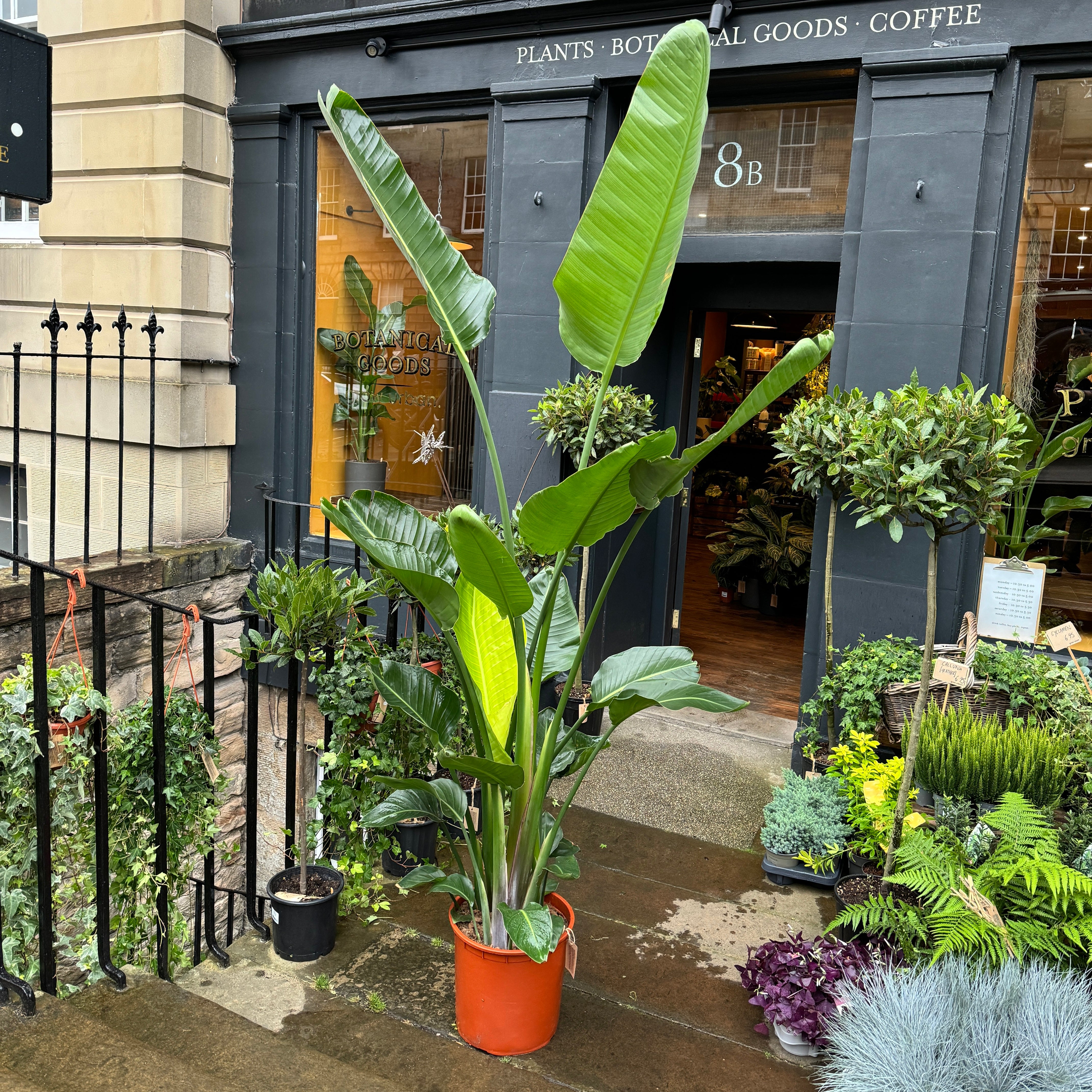 Strelitzia nicolai (200cm)