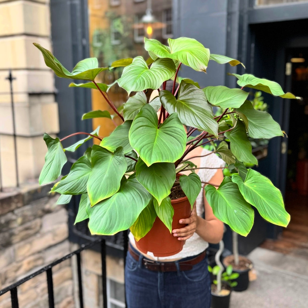 Homalomena rubescens 'Maggy' | grow urban.