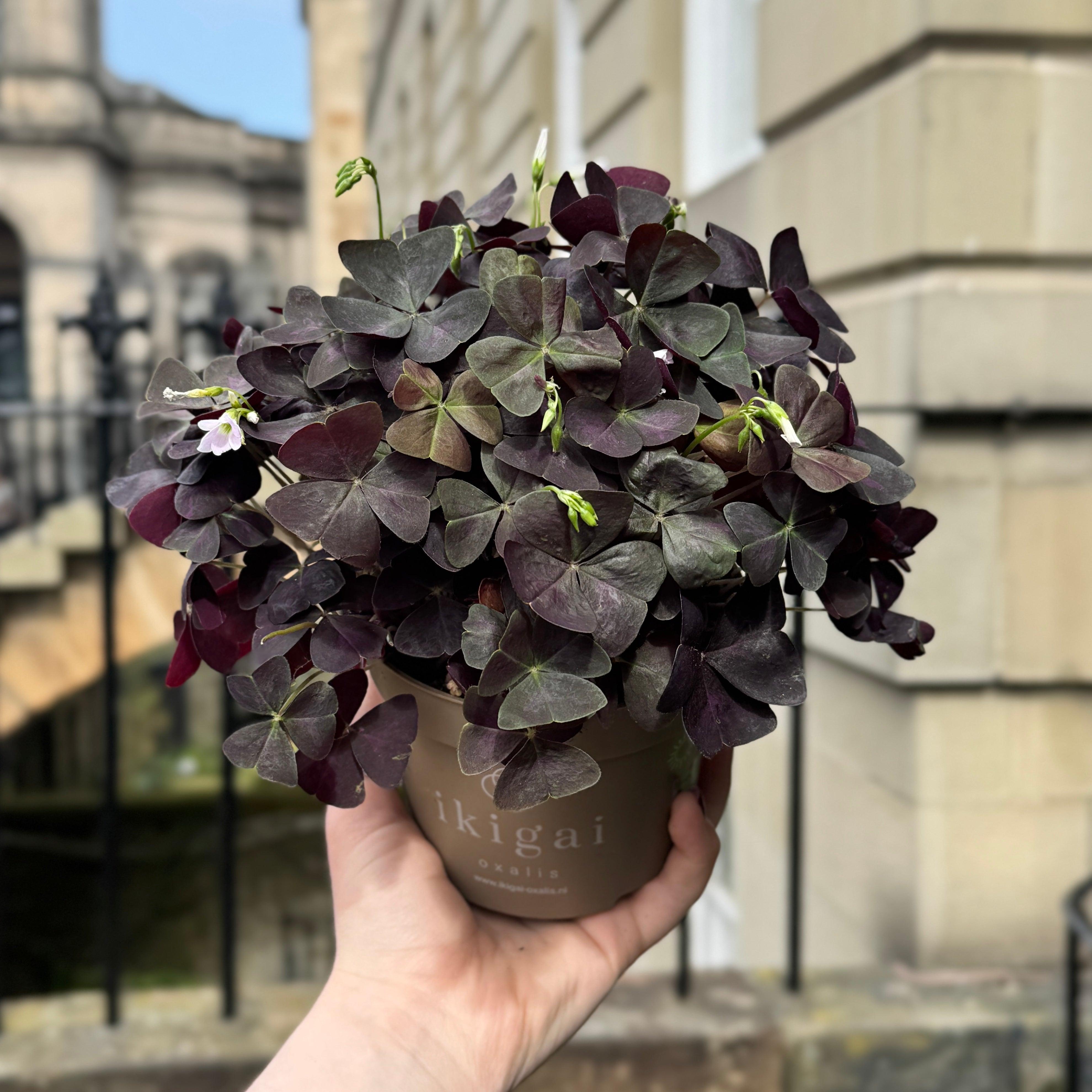 Oxalis triangularis
